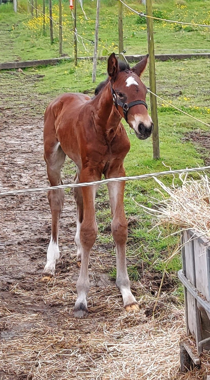 bwp springpaard hengst 0 歳 bruin 売り出し中 - 写真 5