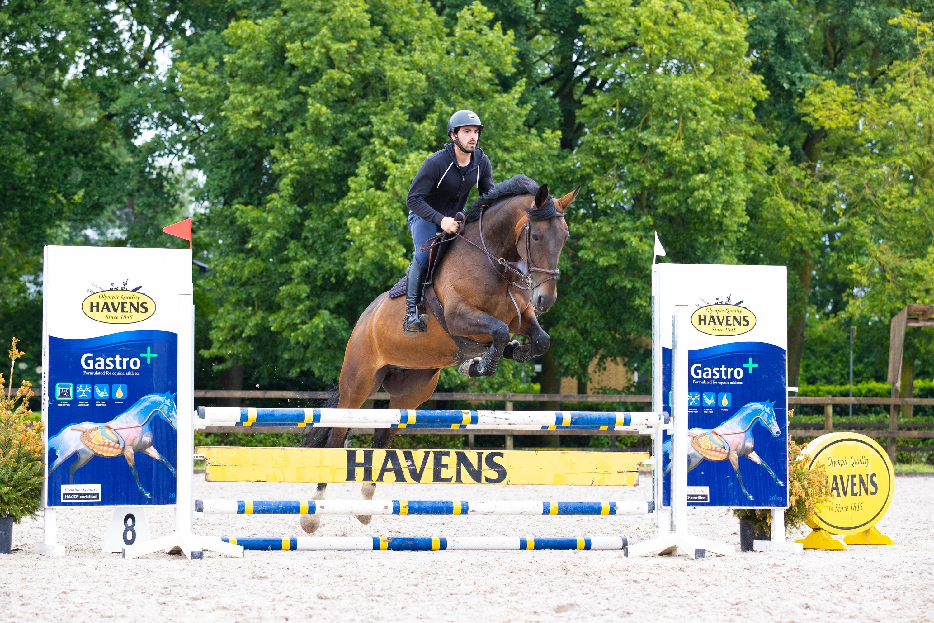 Sweet and versatile mare