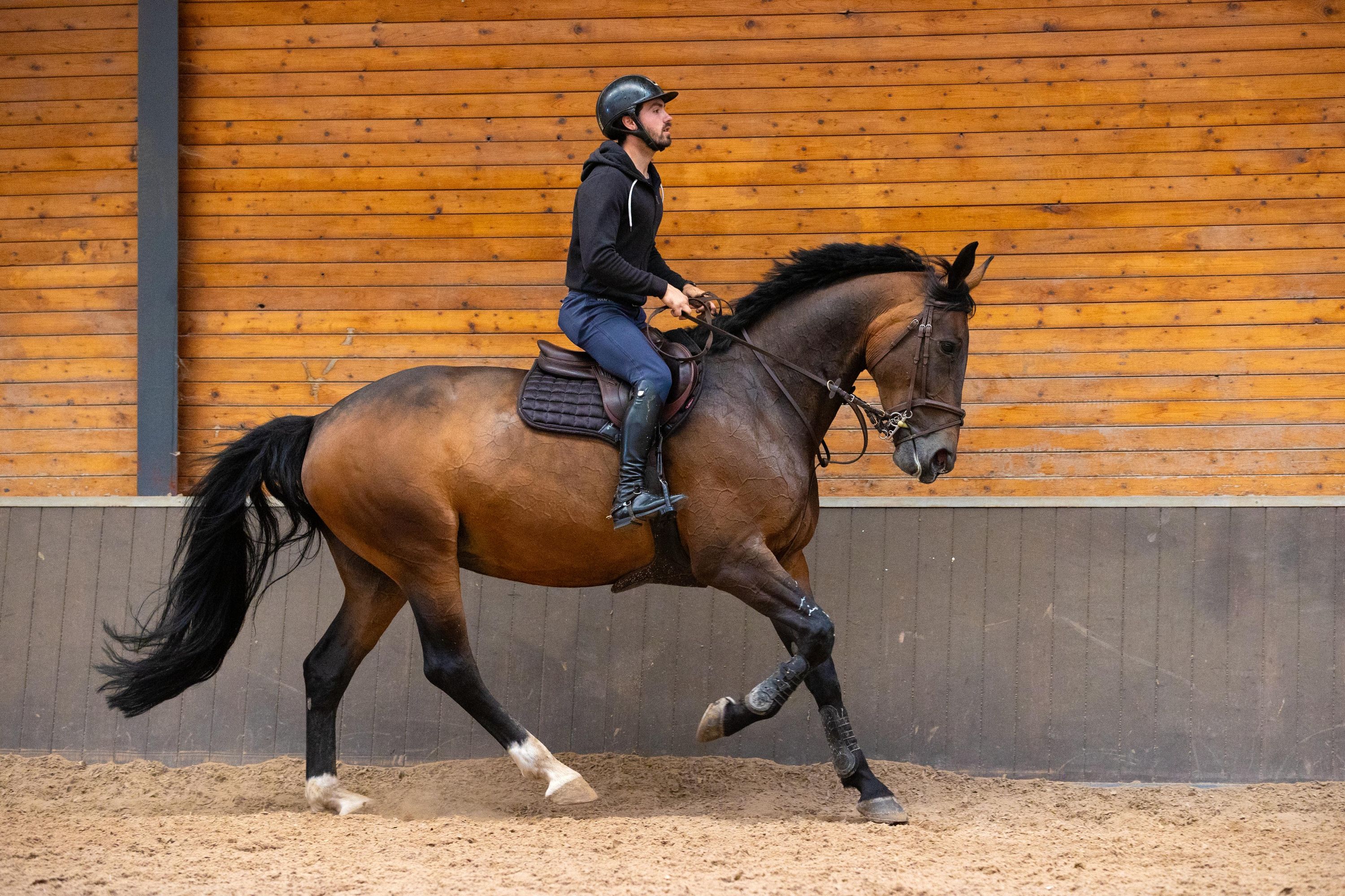 kwpn allrounder merrie 10 anni bruin in vendita - Foto 4