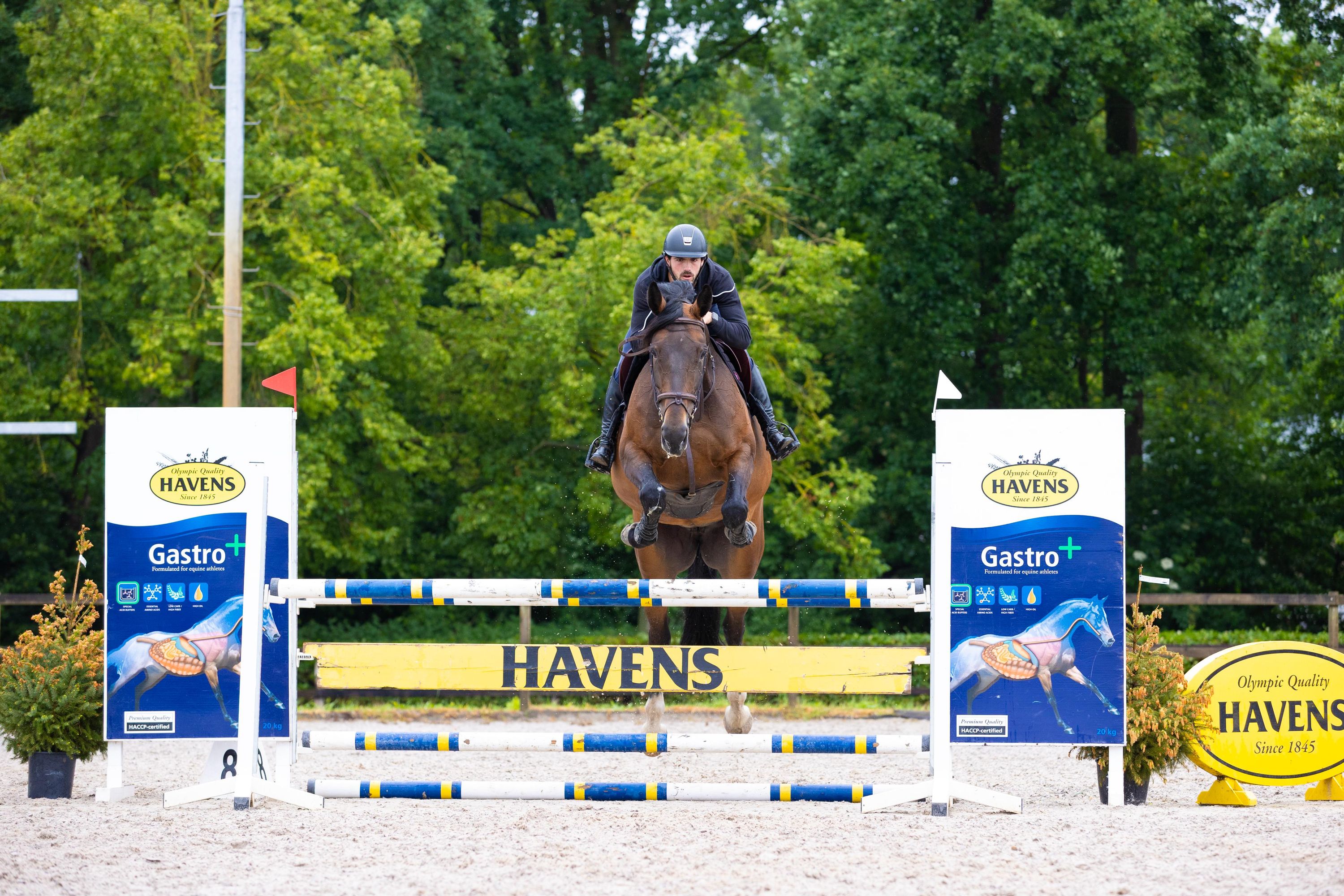 kwpn allrounder merrie 10 anni bruin in vendita - Foto 2