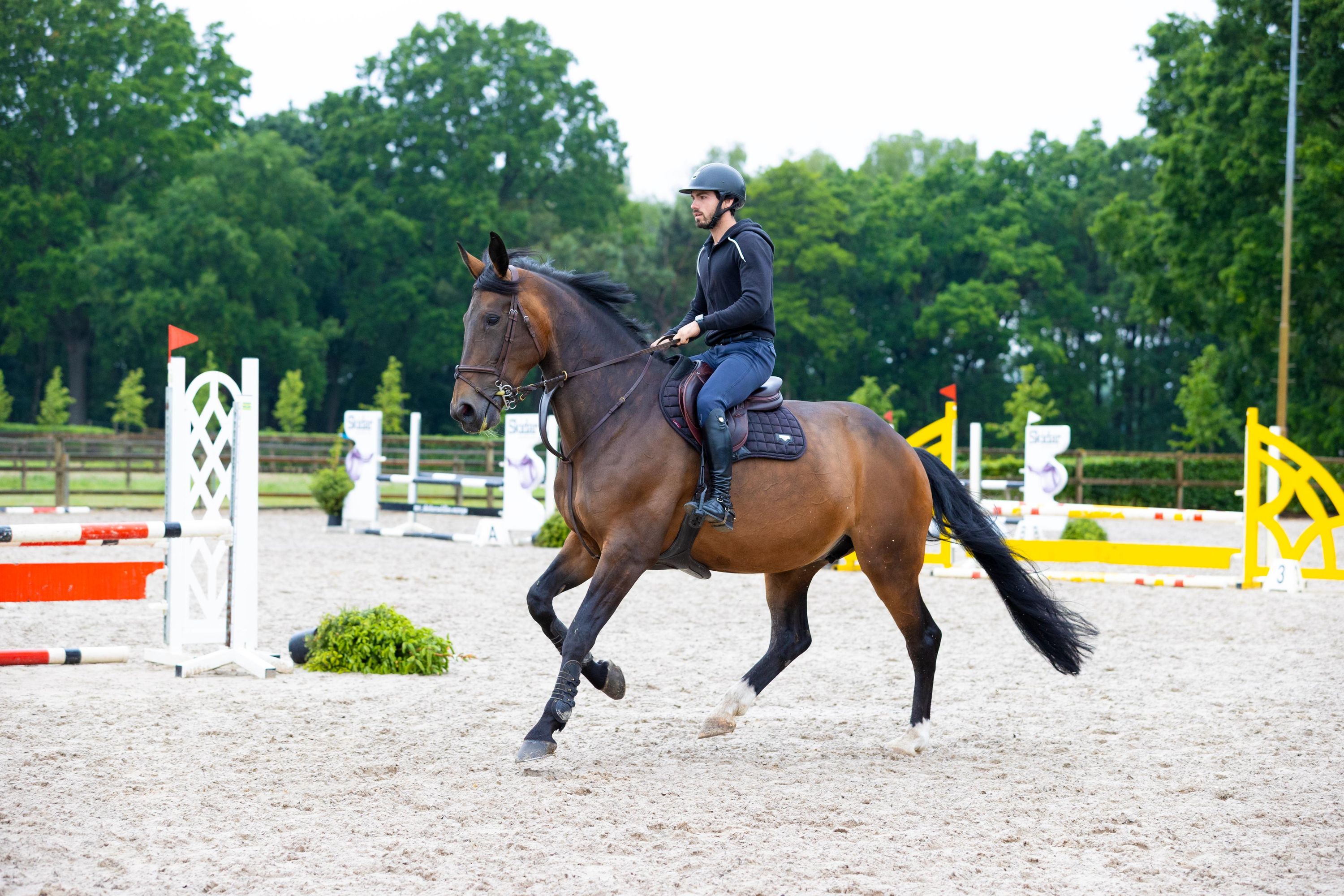 kwpn allrounder merrie 10 anni bruin in vendita - Foto 5