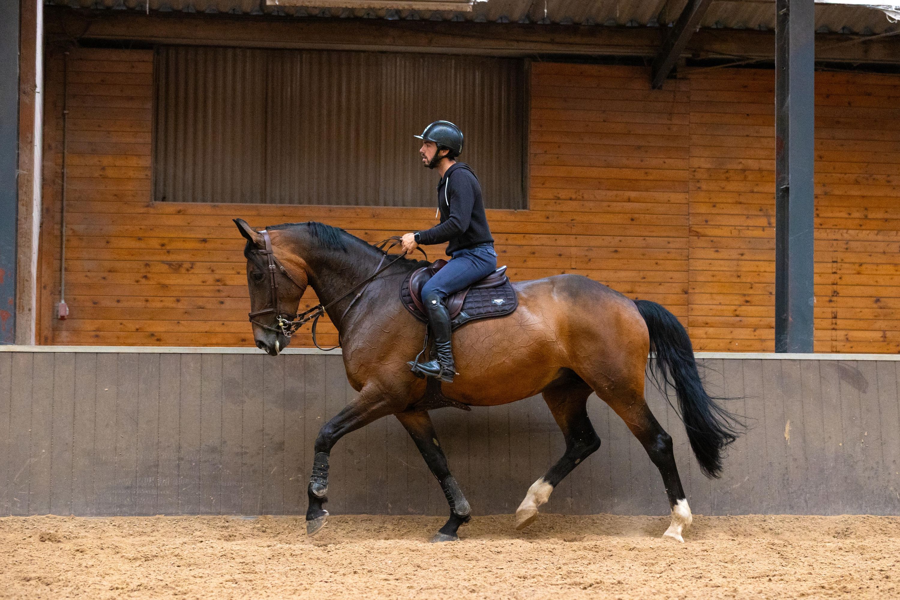 kwpn allrounder merrie 10 anni bruin in vendita - Foto 3