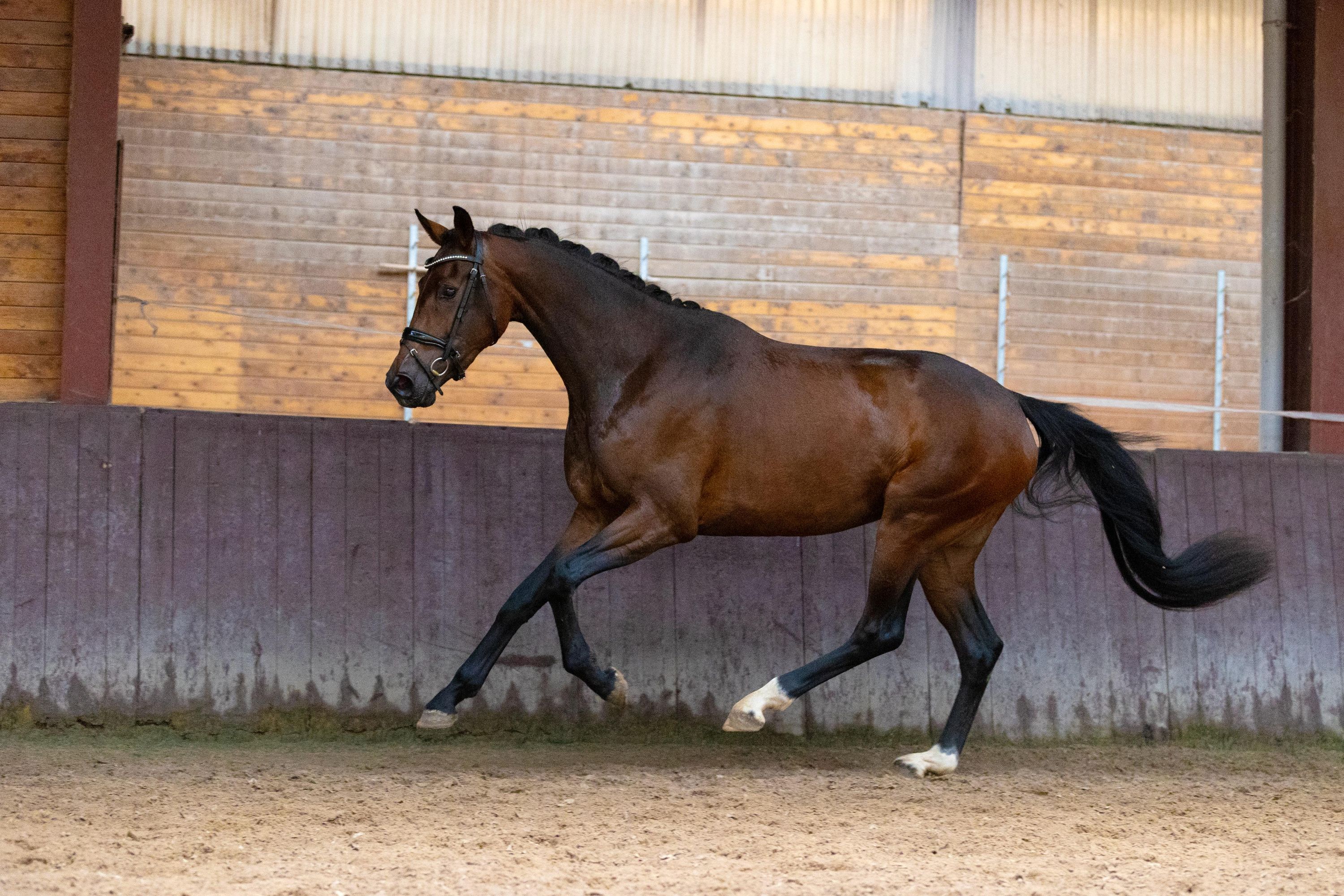 kwpn dressuurpaard merrie 3 år bruin till salu - Foto 4