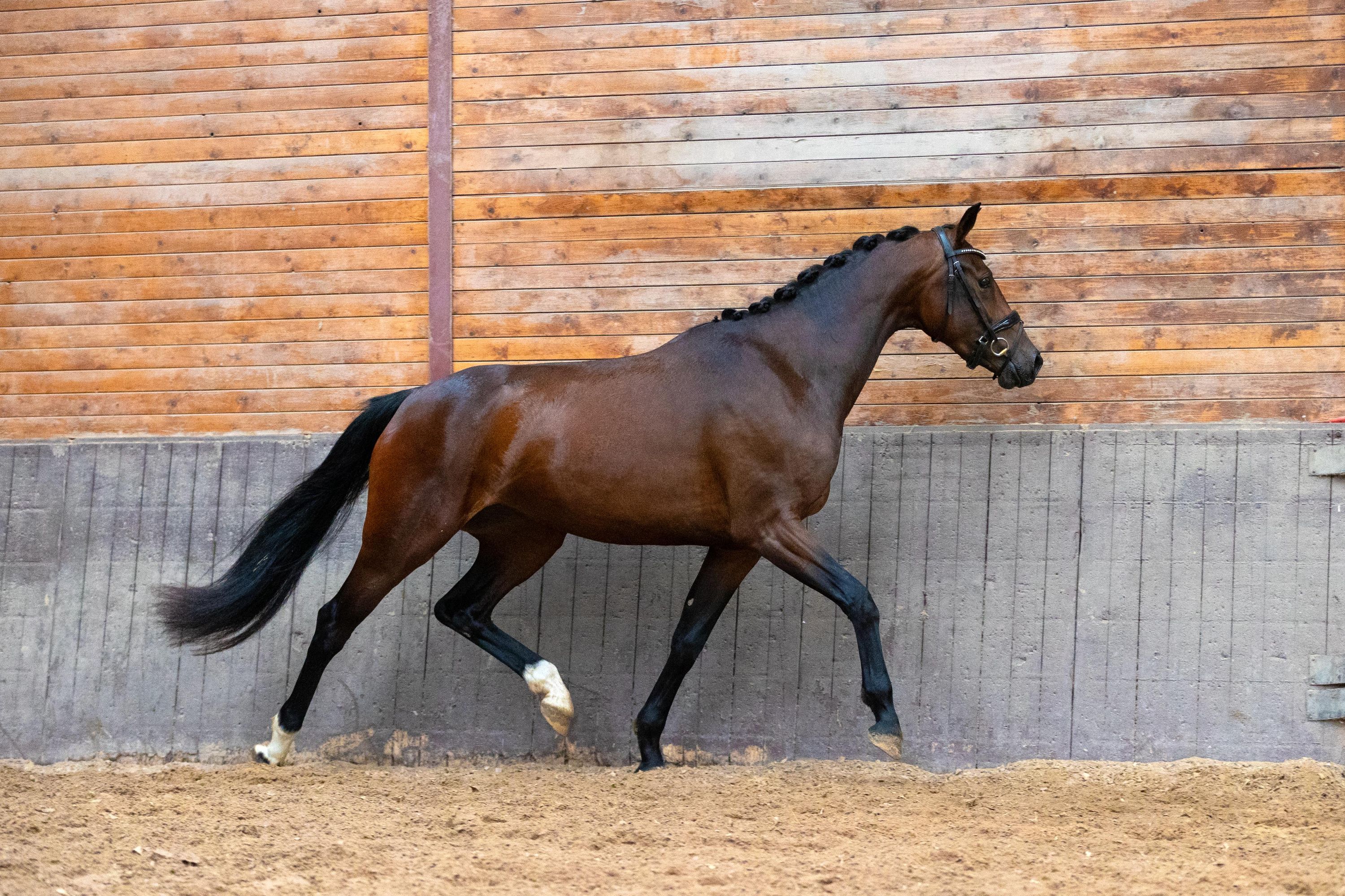 kwpn dressuurpaard merrie 3 år bruin till salu - Foto 2