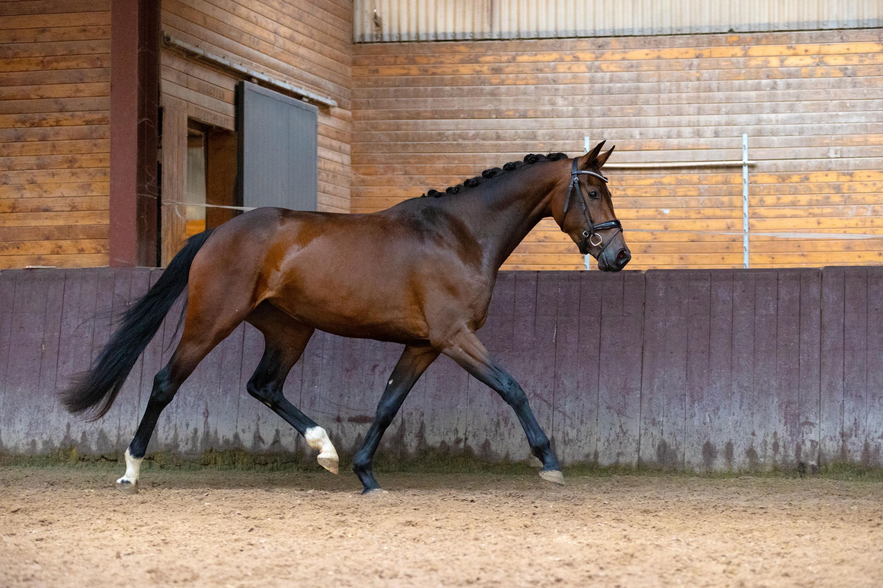 kwpn dressuurpaard merrie 3 år bruin till salu - Foto 5