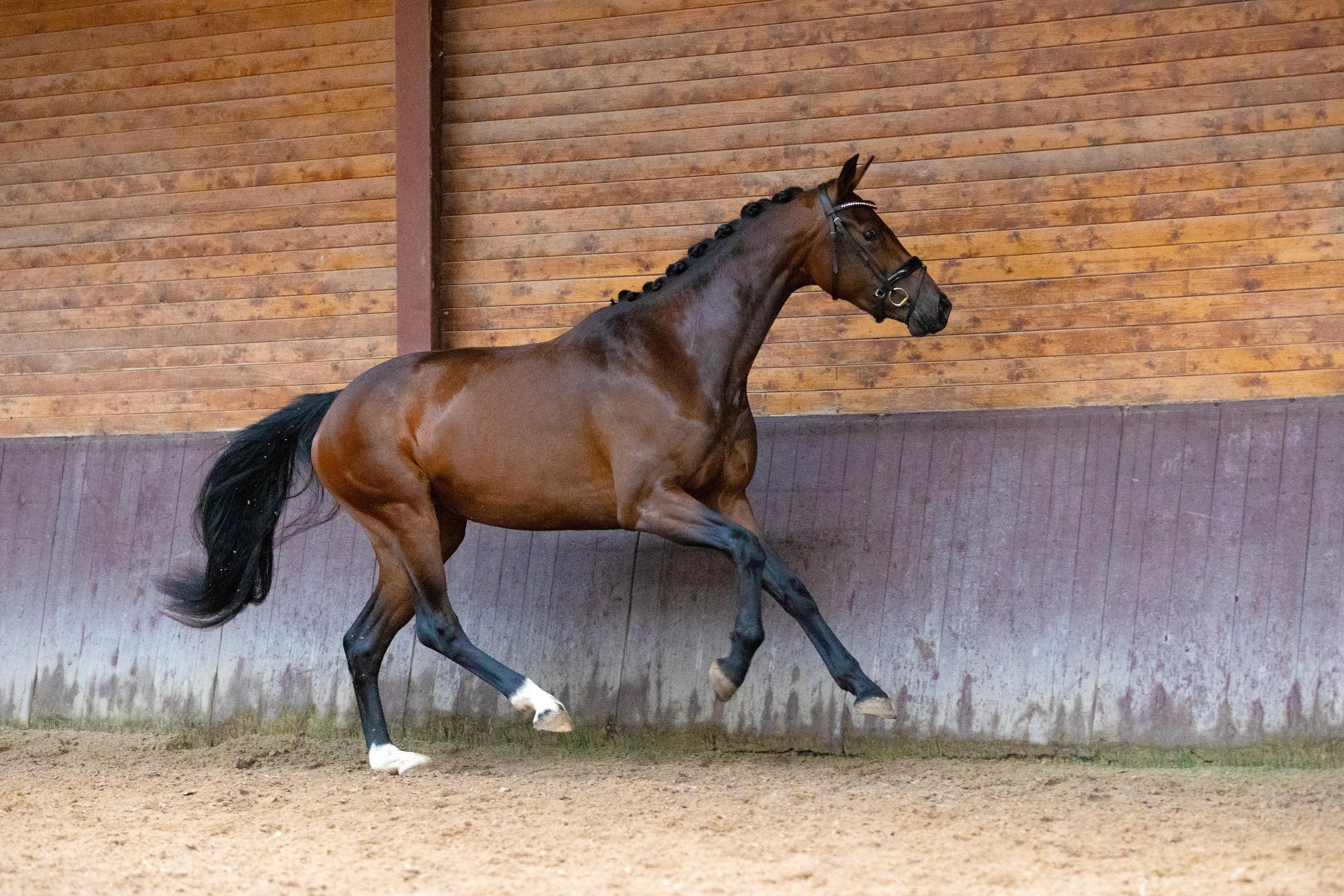 kwpn dressuurpaard merrie 3 år bruin till salu - Foto 3