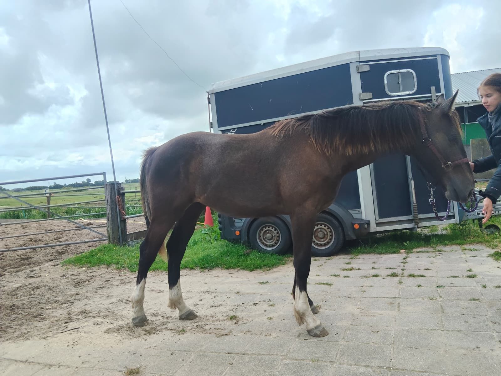 kwpn springpaard hengst 1 jaar schimmel te koop - Foto 3