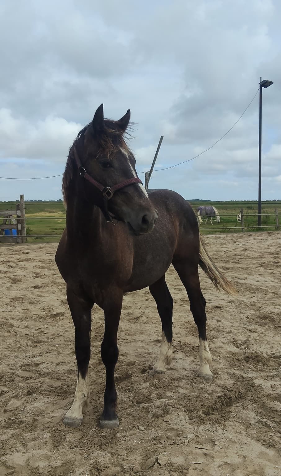 kwpn springpaard hengst 1 jaar schimmel te koop - Foto 2
