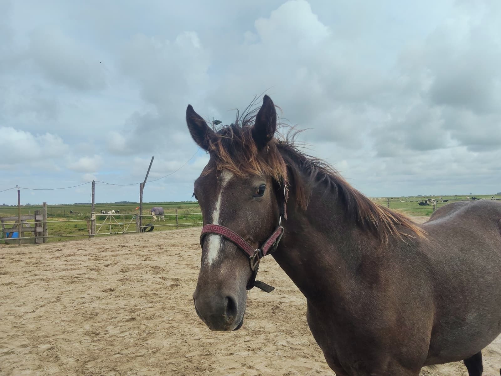 kwpn springpaard hengst 1 jaar schimmel te koop - Foto 4