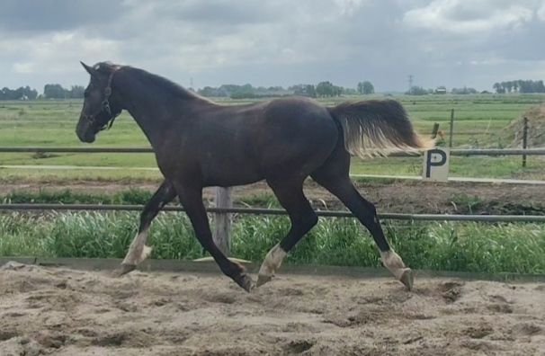 kwpn springpaard hengst 1 jaar schimmel te koop - Foto 5