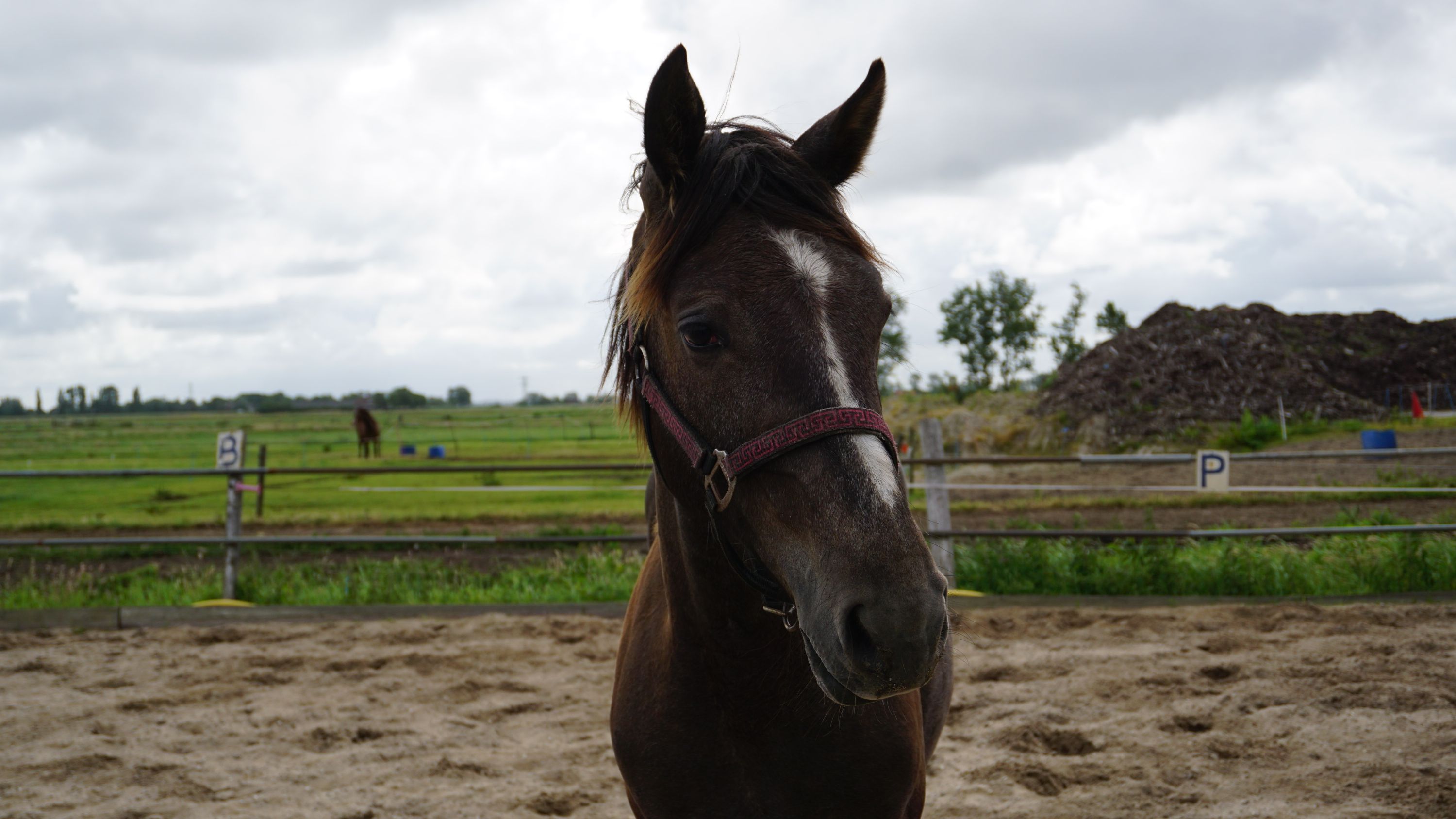 kwpn springpaard hengst 1 jaar schimmel te koop - Foto 6