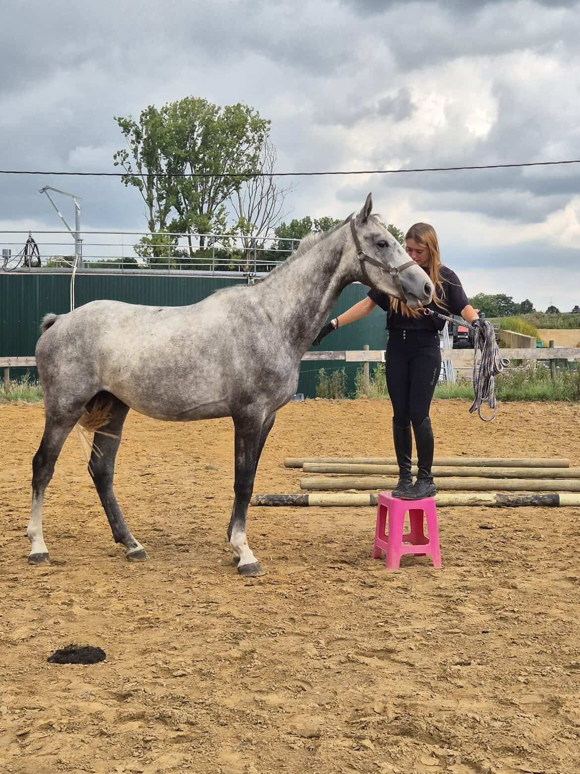 bwp springpaard ruin 5 år schimmel till salu - Foto 6