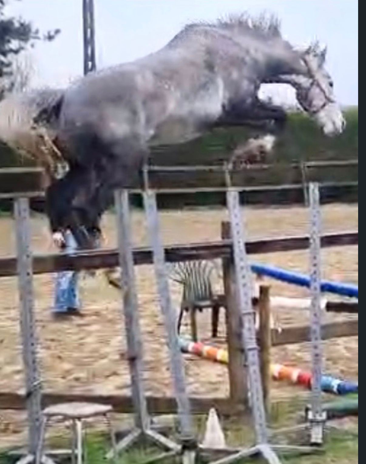 bwp springpaard ruin 5 år schimmel till salu - Foto 5