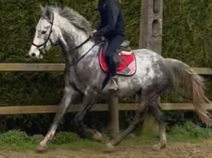 bwp springpaard ruin 5 år schimmel till salu - Foto 3