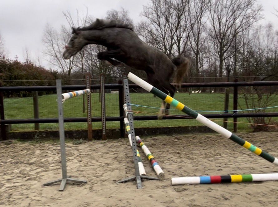 bwp springpaard ruin 5 år schimmel till salu - Foto 2