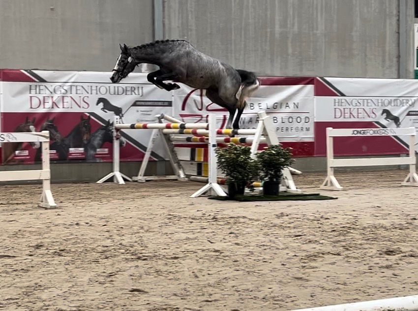 bwp springpaard ruin 5 år schimmel till salu - Foto 4