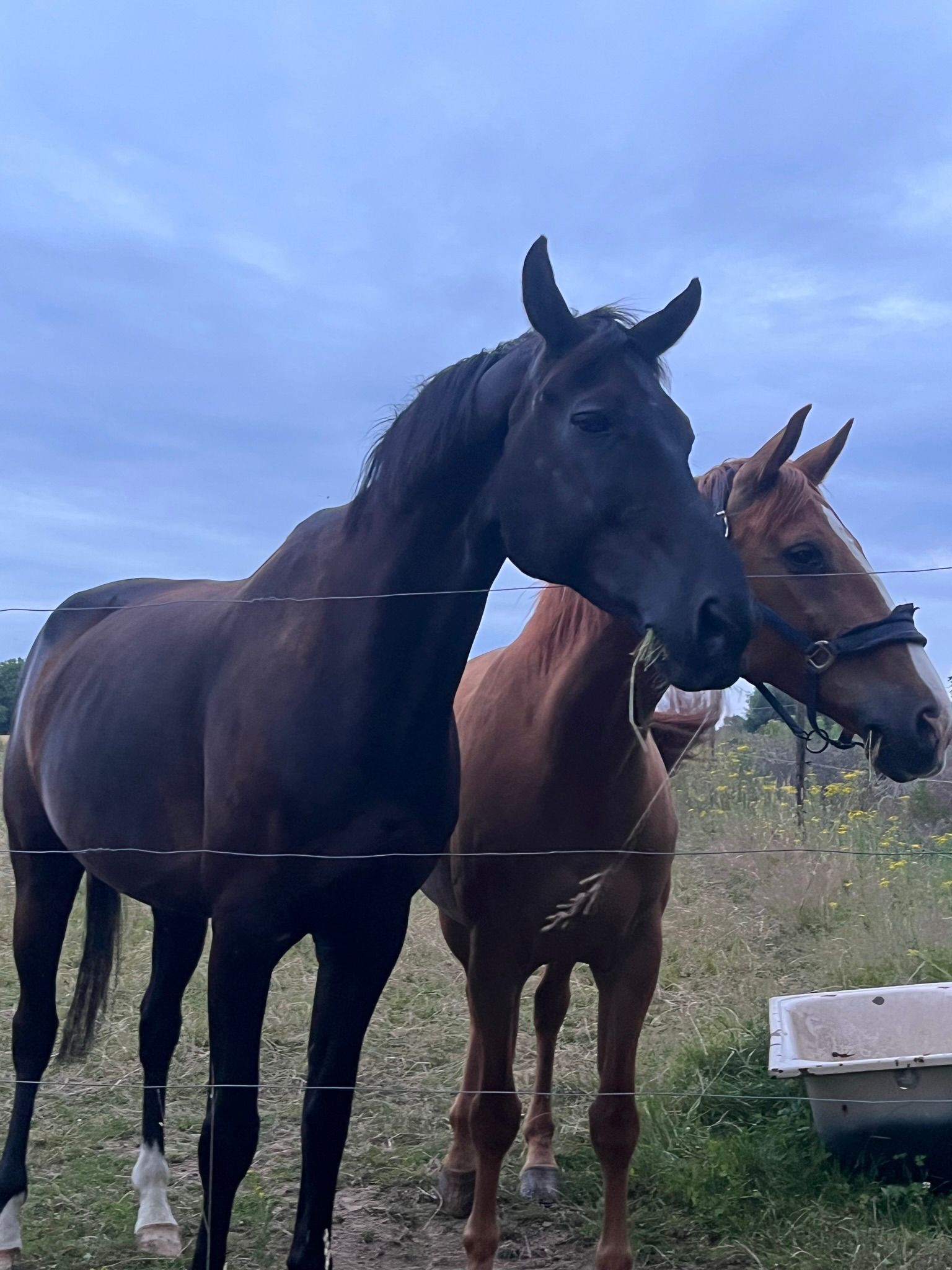 bwp springpaard ruin 14 år zwart till salu - Foto 4