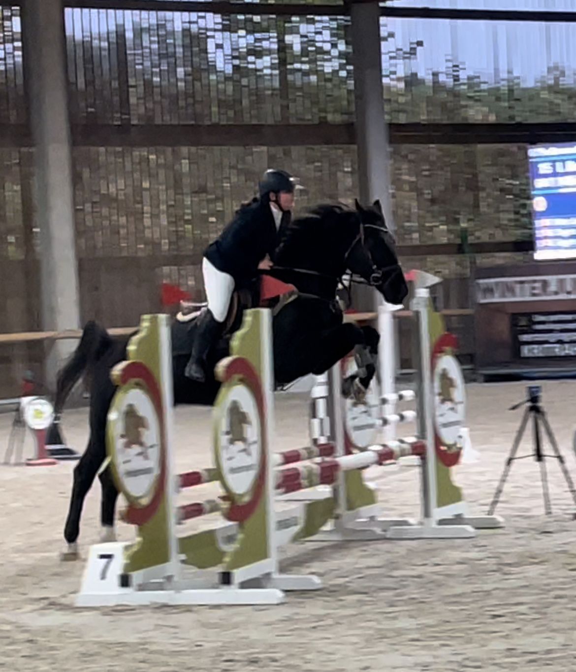 bwp springpaard ruin 14 år zwart till salu - Foto 6