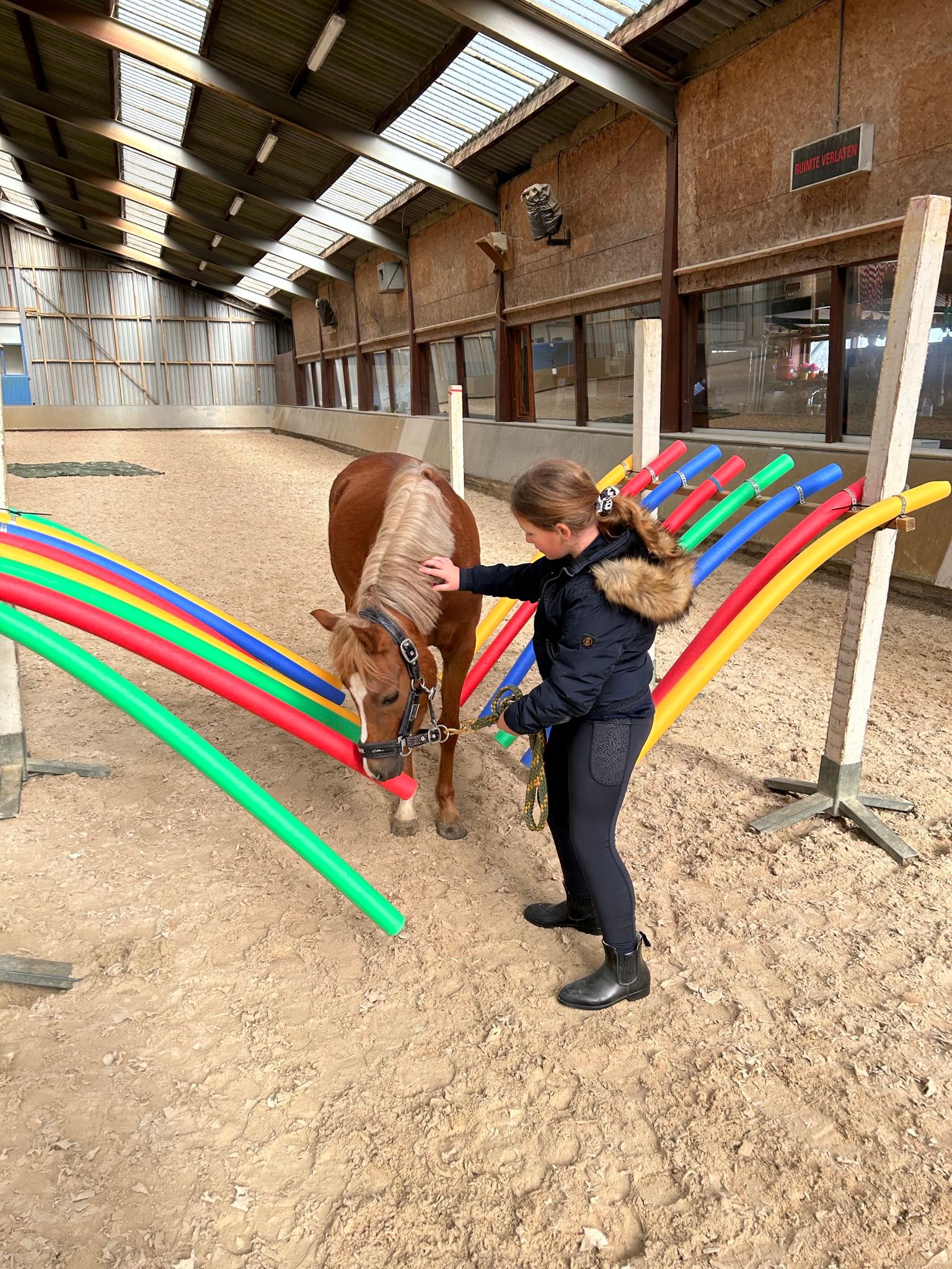 welsh pony merrie 7 歳 vos 売り出し中 - 写真 2