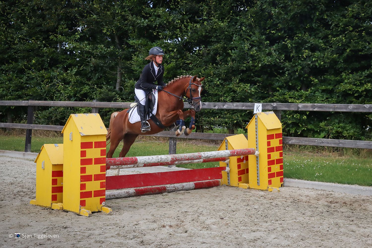 welsh pony merrie 7 歳 vos 売り出し中 - 写真 3