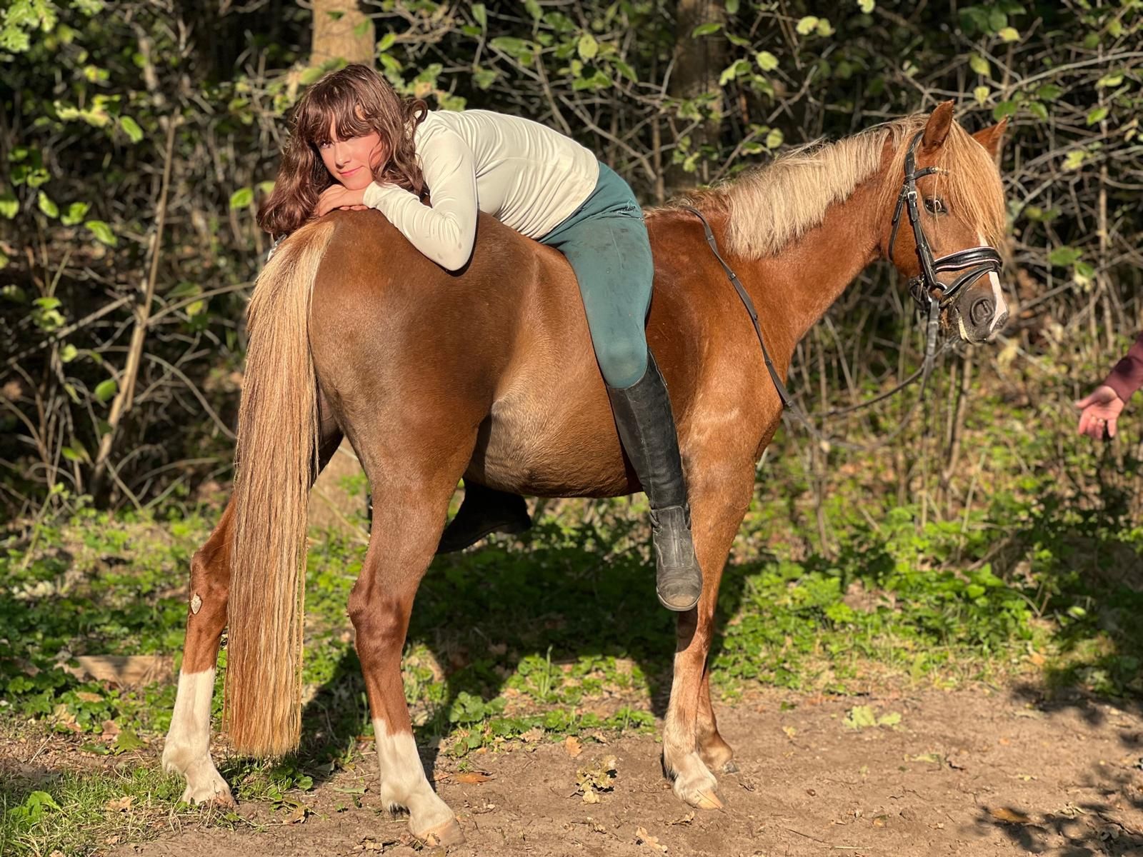 welsh pony merrie 7 歳 vos 売り出し中 - 写真 5