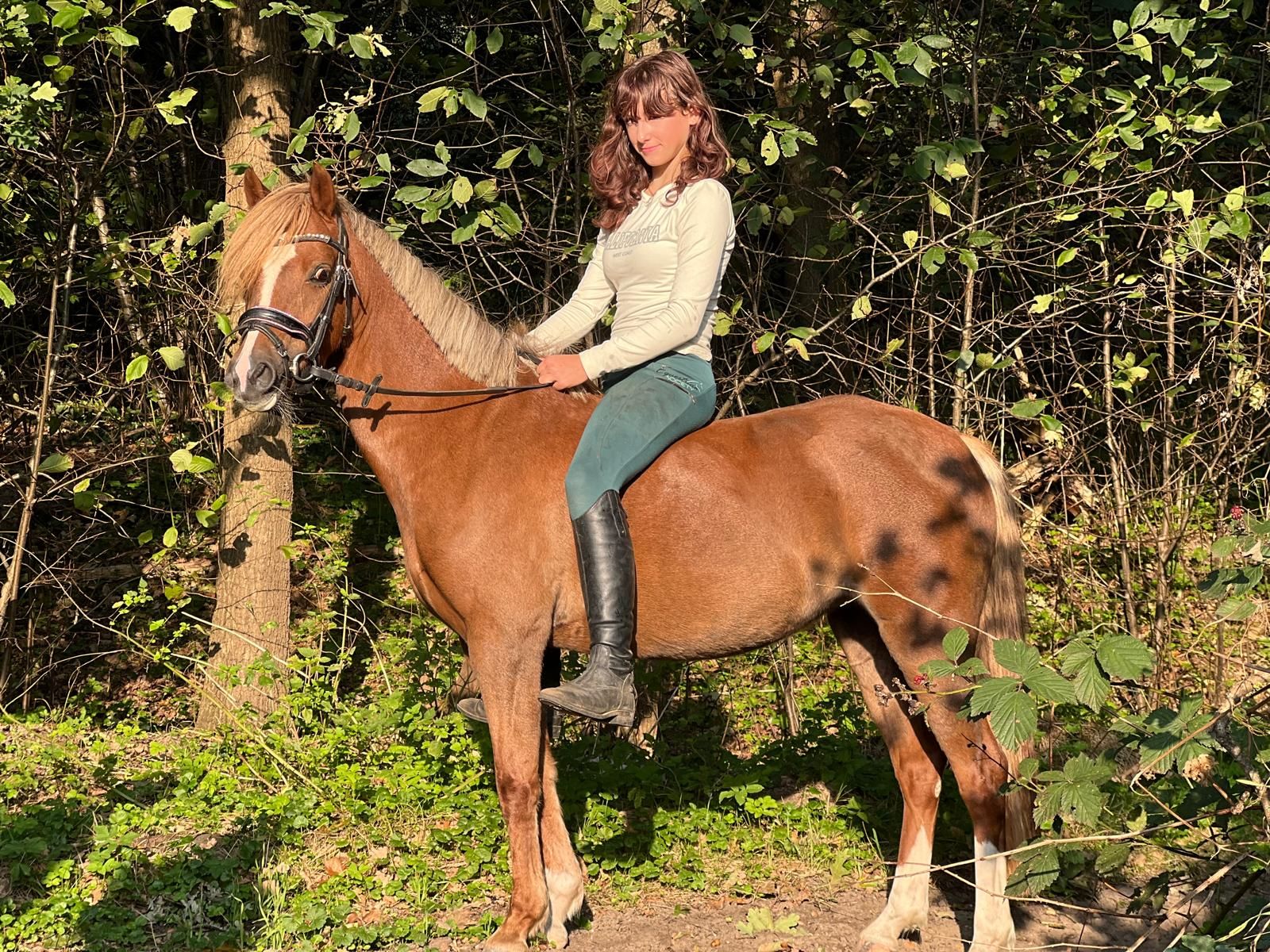welsh pony merrie 7 歳 vos 売り出し中 - 写真 4