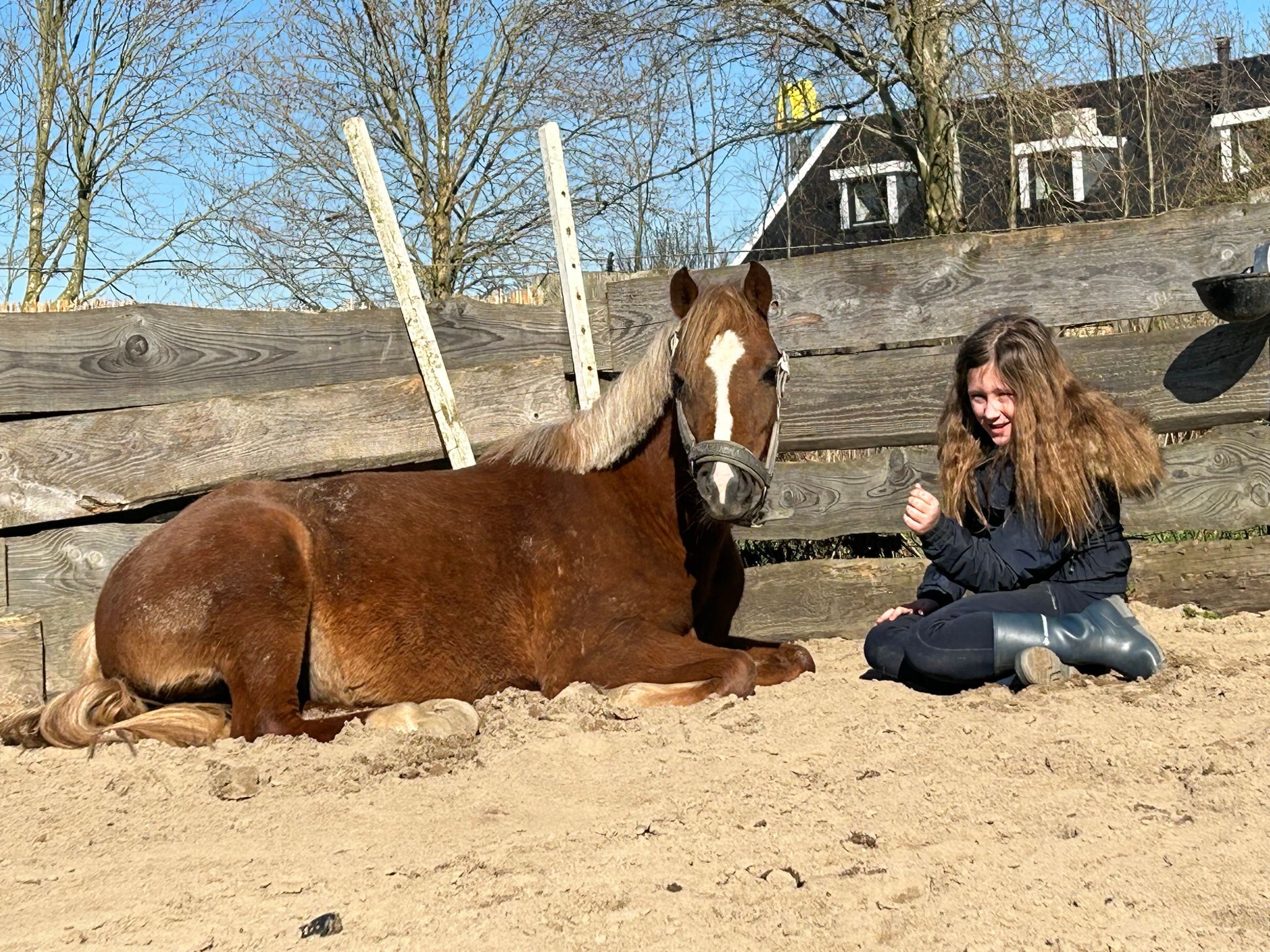 welsh pony merrie 7 歳 vos 売り出し中 - 写真 6