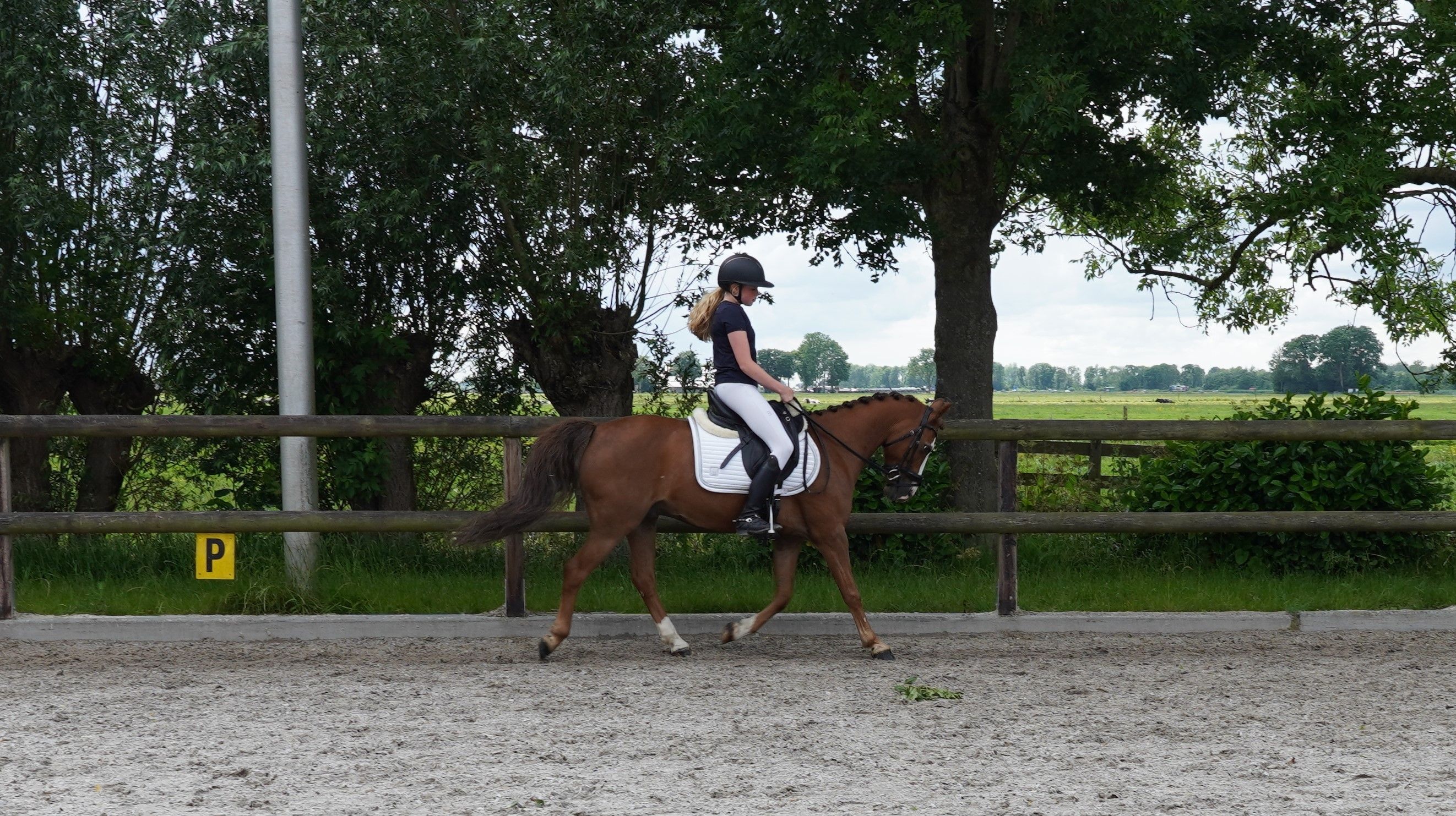 dressuurpony ruin 9 歳 vos 売り出し中 - 写真 2