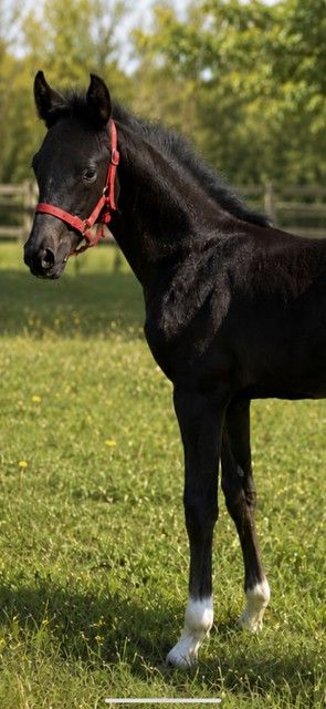 bwp dressuurpaard merrie 0 Jahre alt donkerbruin zu verkaufen - Foto 6