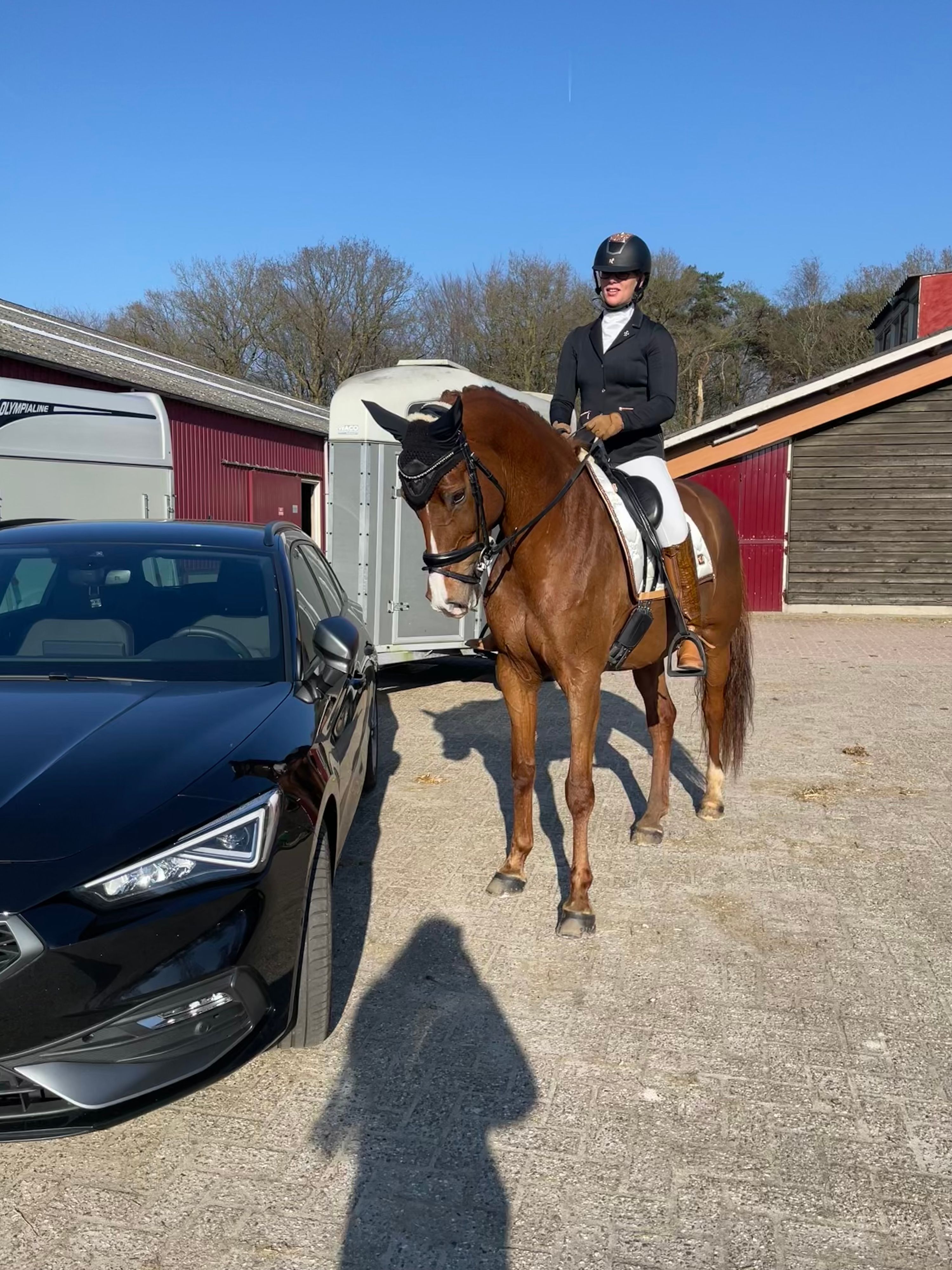 kwpn dressuurpaard merrie 10 år vos till salu - Foto 4