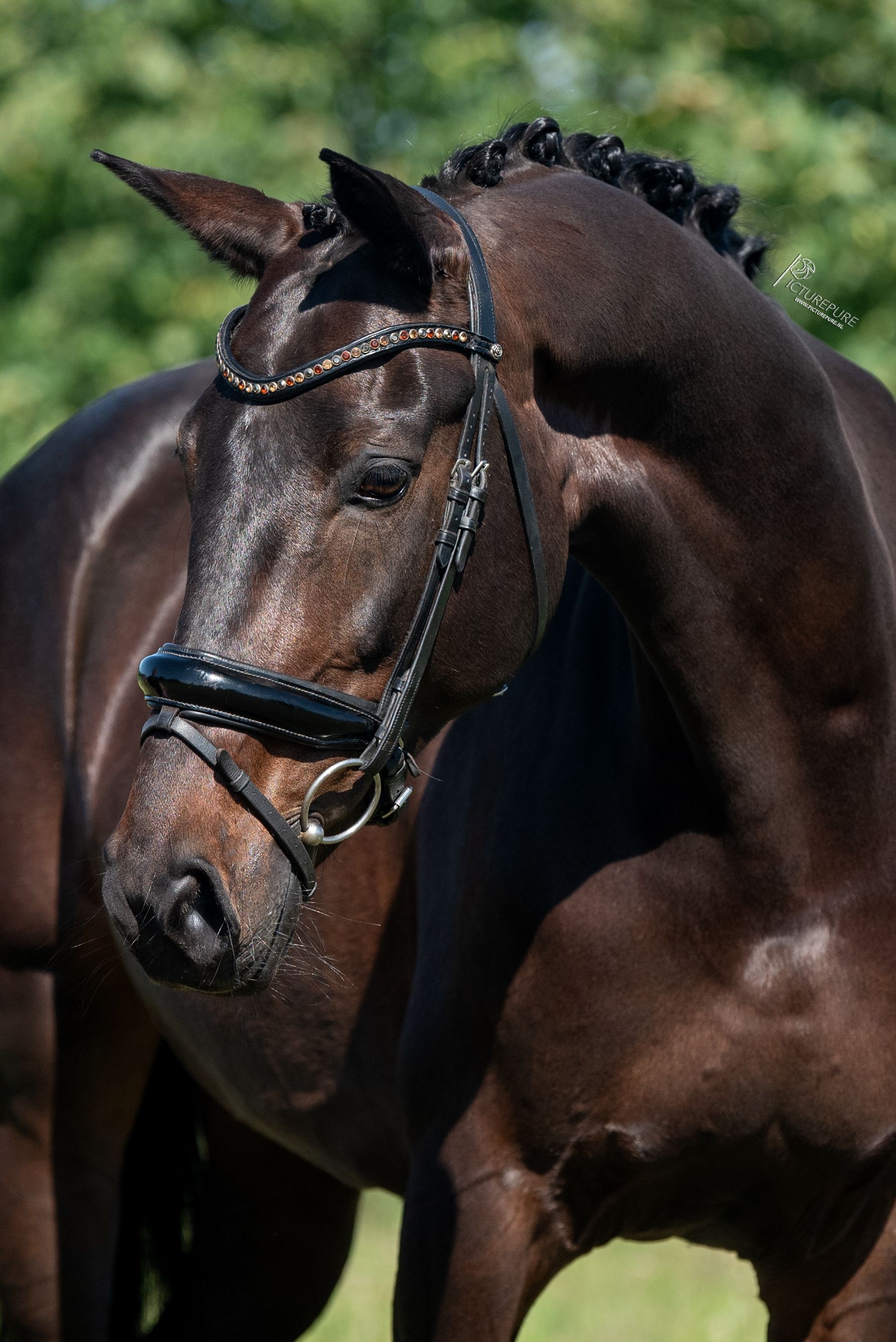 kwpn dressuurpaard merrie 10 years old donkerbruin for sale - Main photo