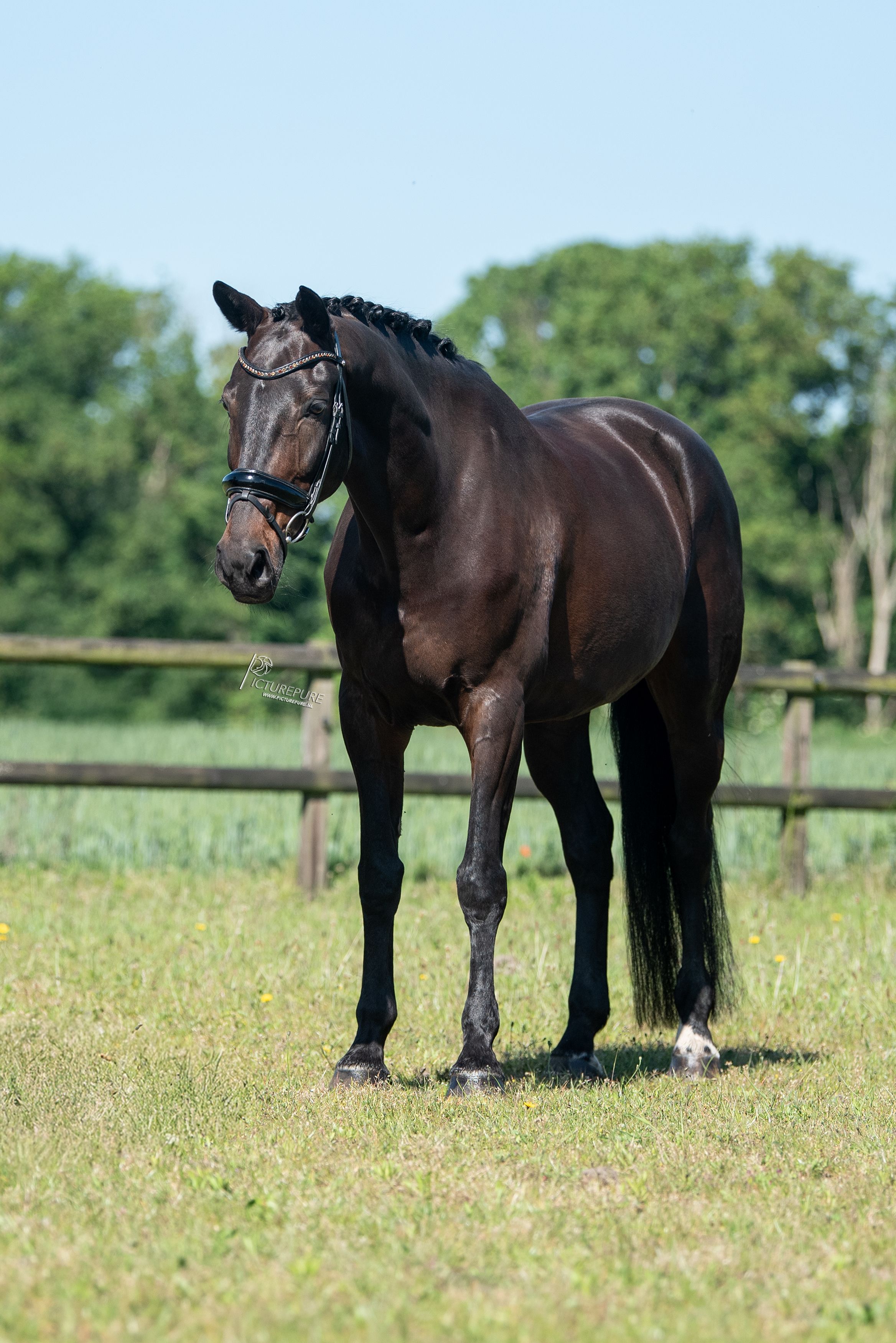 kwpn dressuurpaard merrie 10 years old donkerbruin for sale - Photo 4