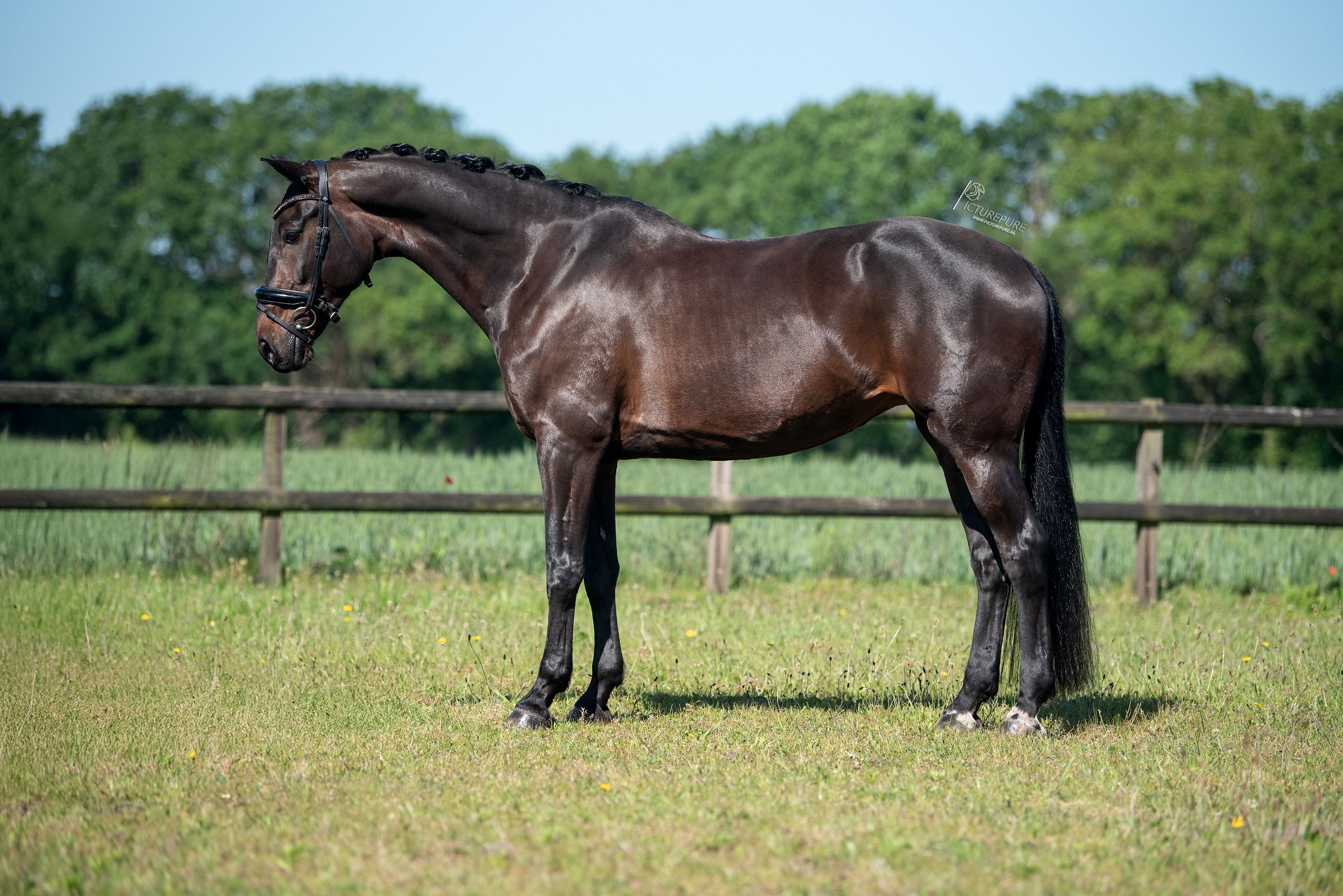 kwpn dressuurpaard merrie 10 years old donkerbruin for sale - Photo 3