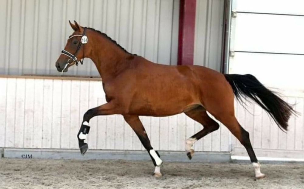 Voorlopig keur mare (Provisional Keur)