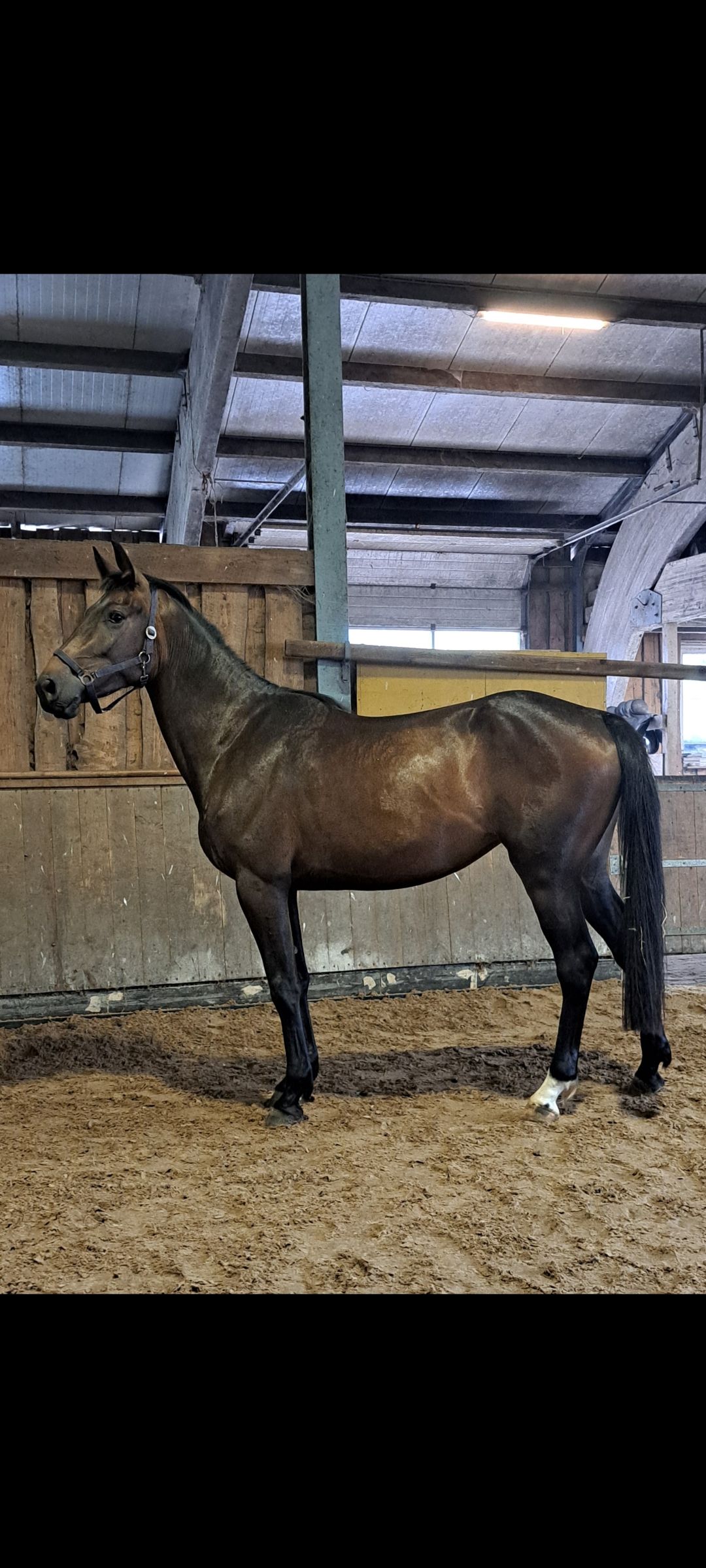 À vendre : 2 belles juments de 3 ans