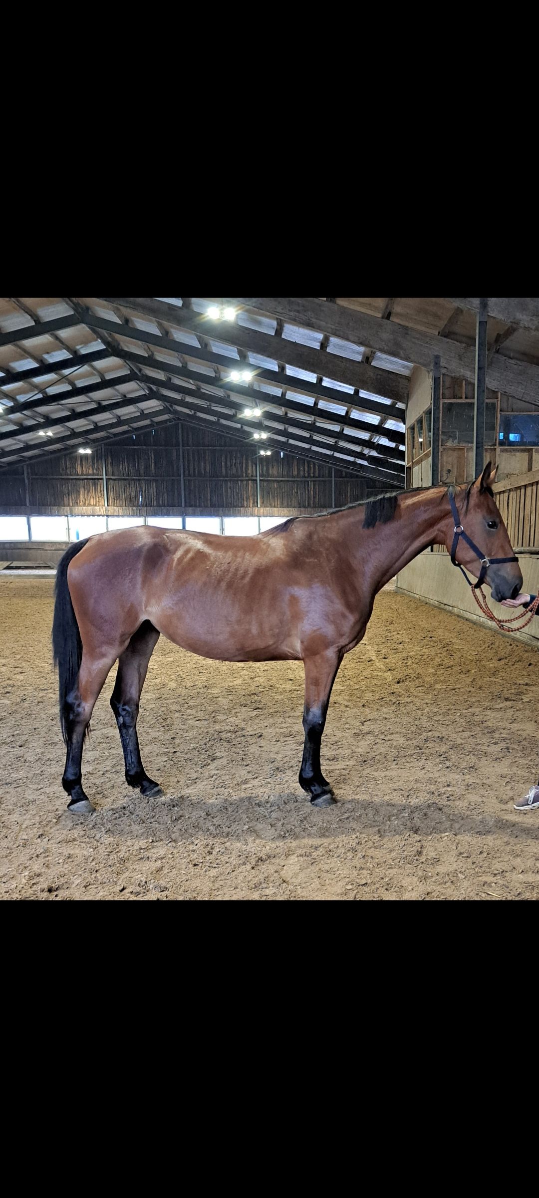 Zangersheide springpaard merrie 3 ani Donkerbruin de vânzare - Foto 2
