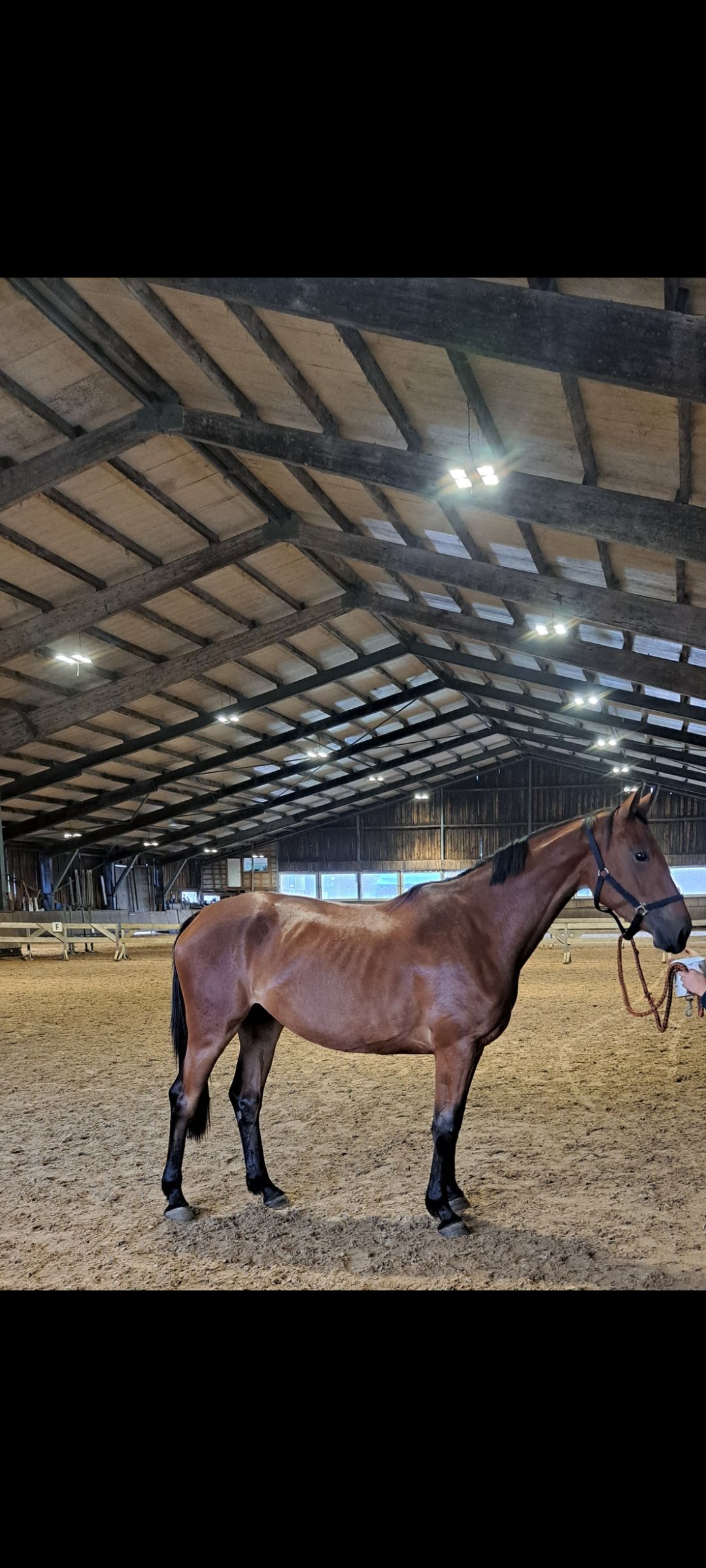 Zangersheide springpaard merrie 3 ani Donkerbruin de vânzare - Foto 3