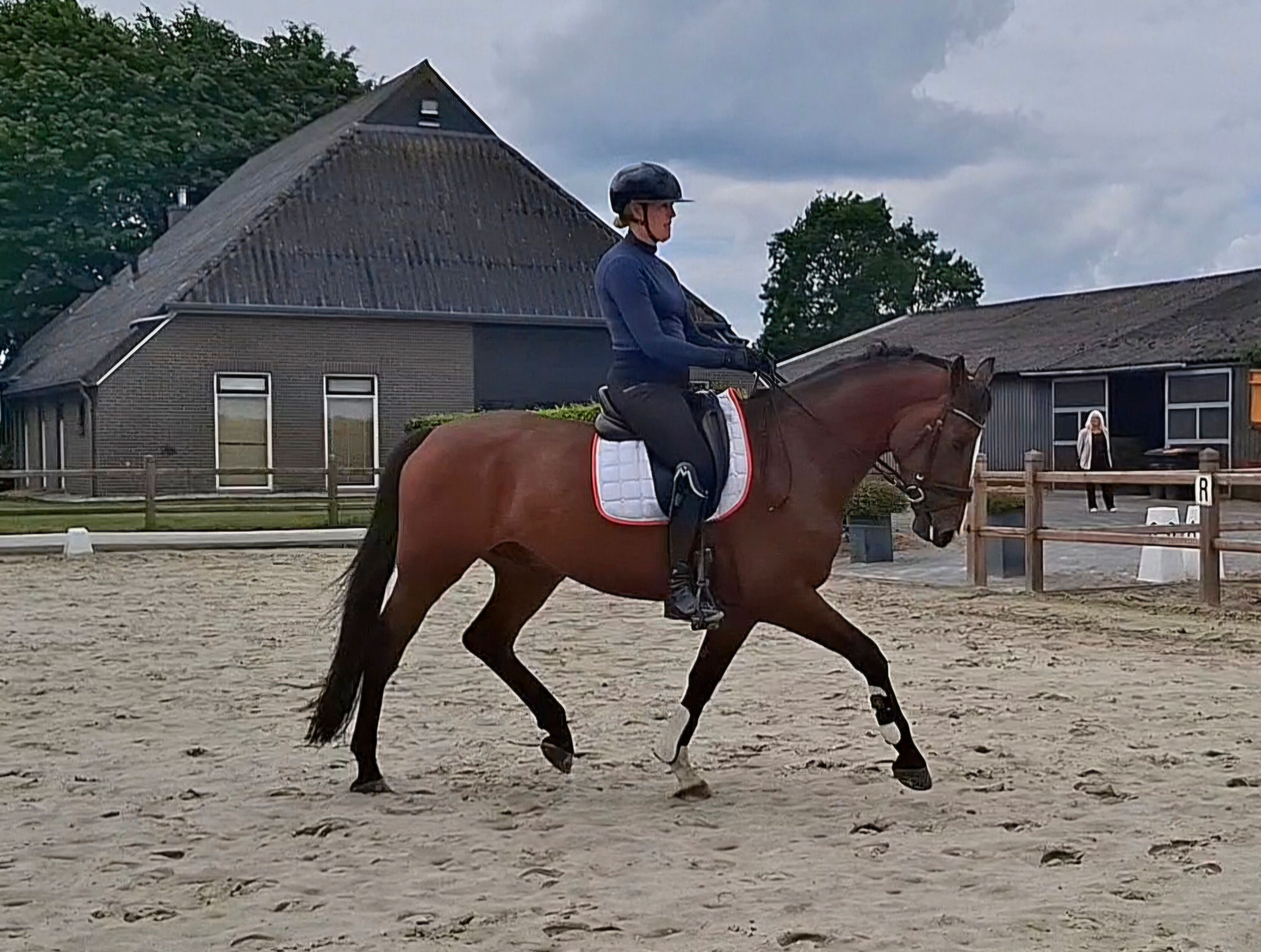 素直な6歳の去勢馬！