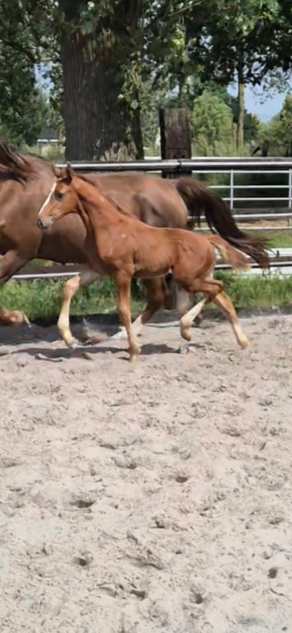 bwp springpaard hengst 0 Jahre alt vos zu verkaufen - Foto 2