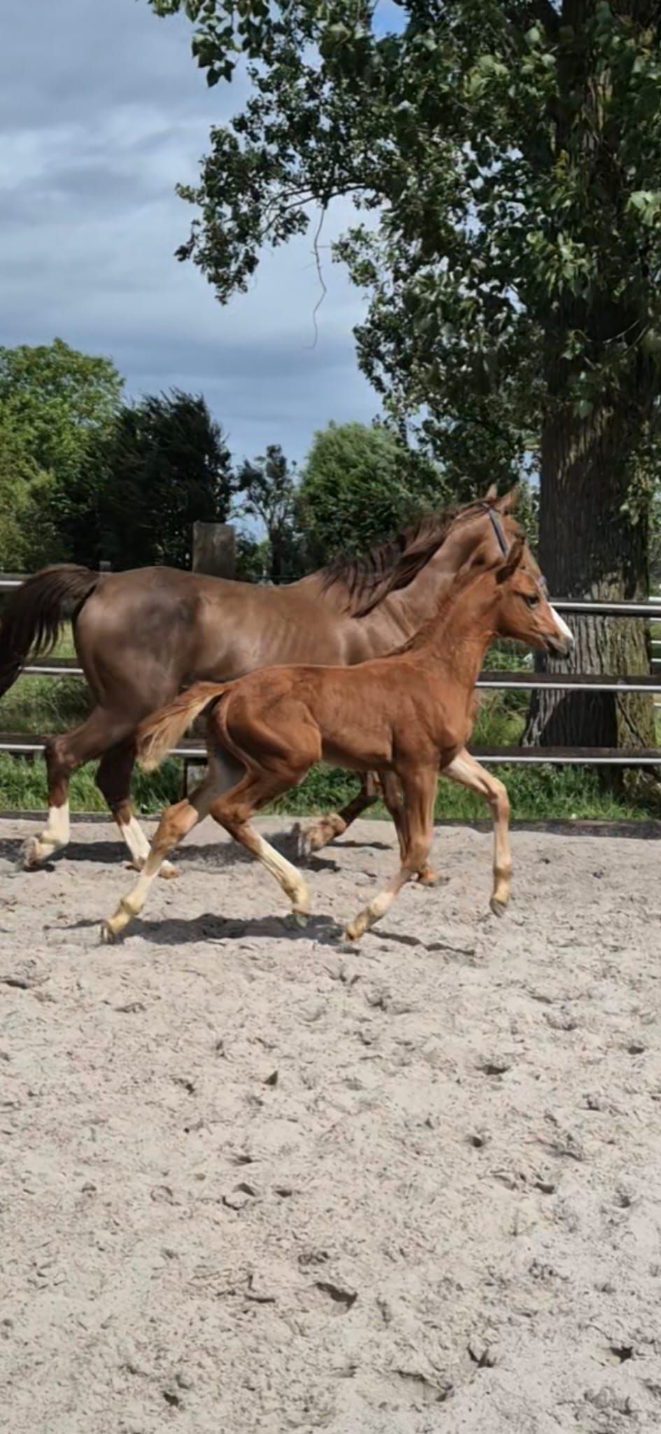 bwp springpaard hengst 0 Jahre alt vos zu verkaufen - Foto 3