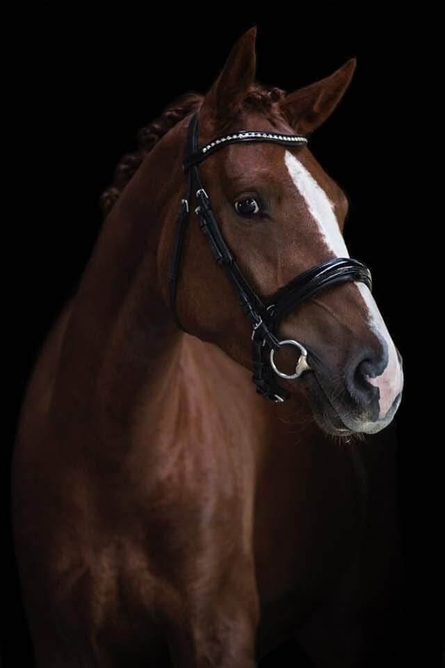 Lovely 10-year-old dressage gelding