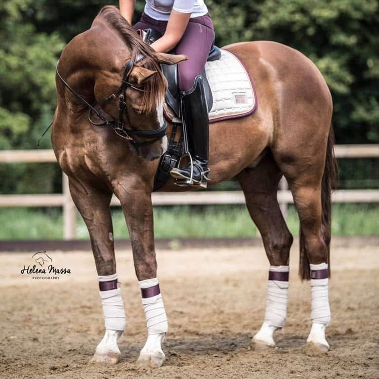 bwp dressuurpaard ruin 10 years old vos for sale - Photo 2