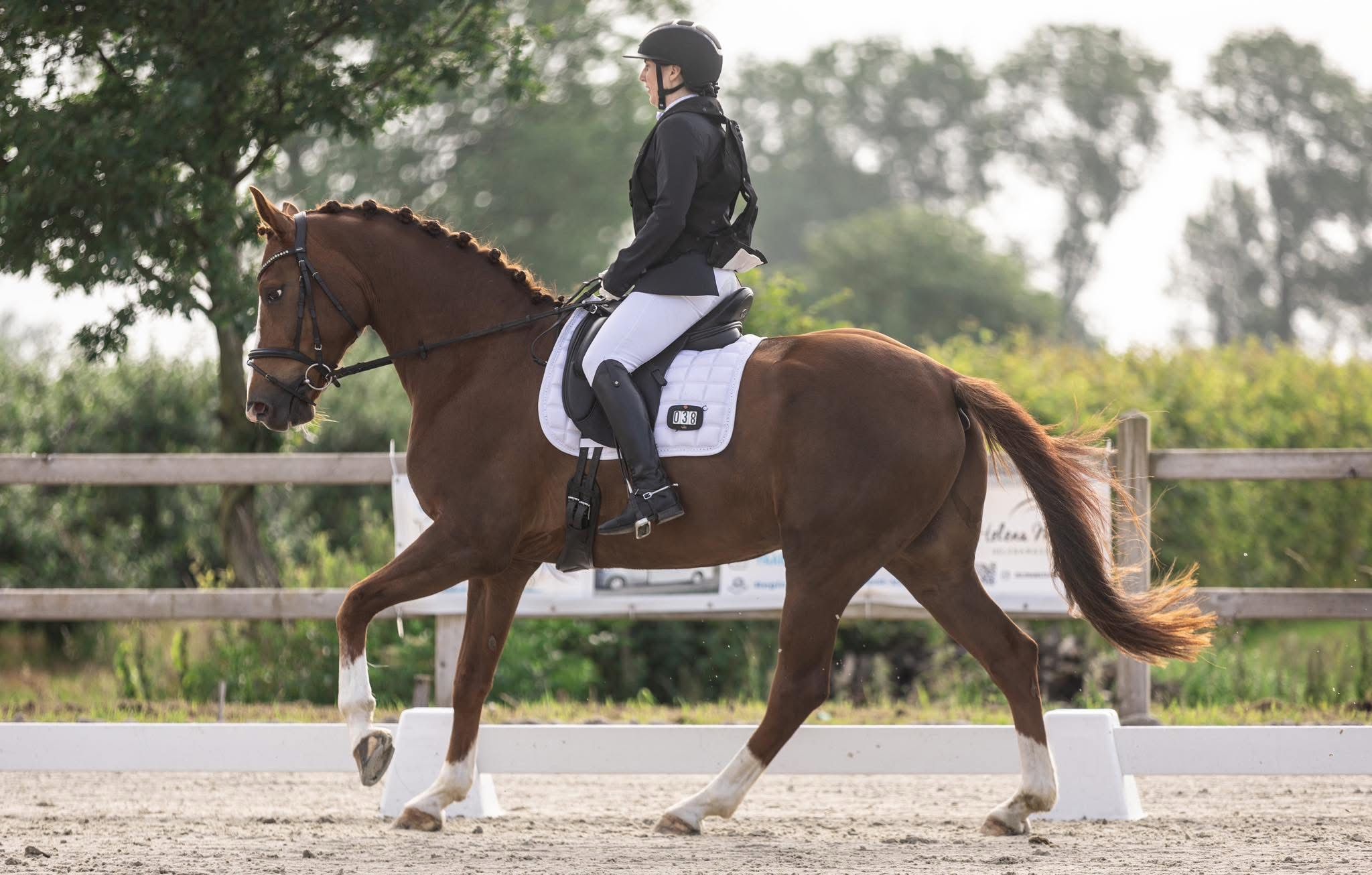 bwp dressuurpaard ruin 10 years old vos for sale - Photo 3