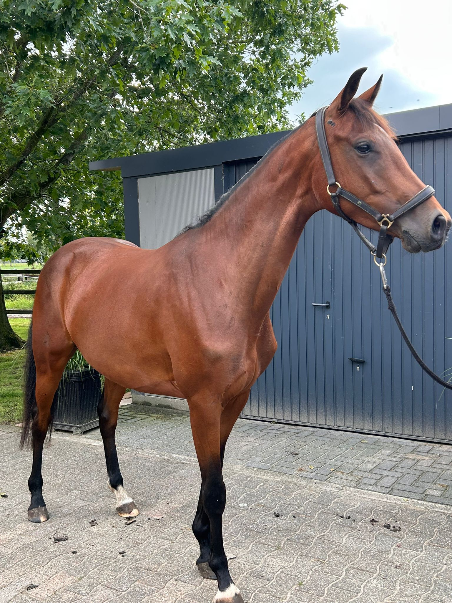 Jument de 4 ans à vendre