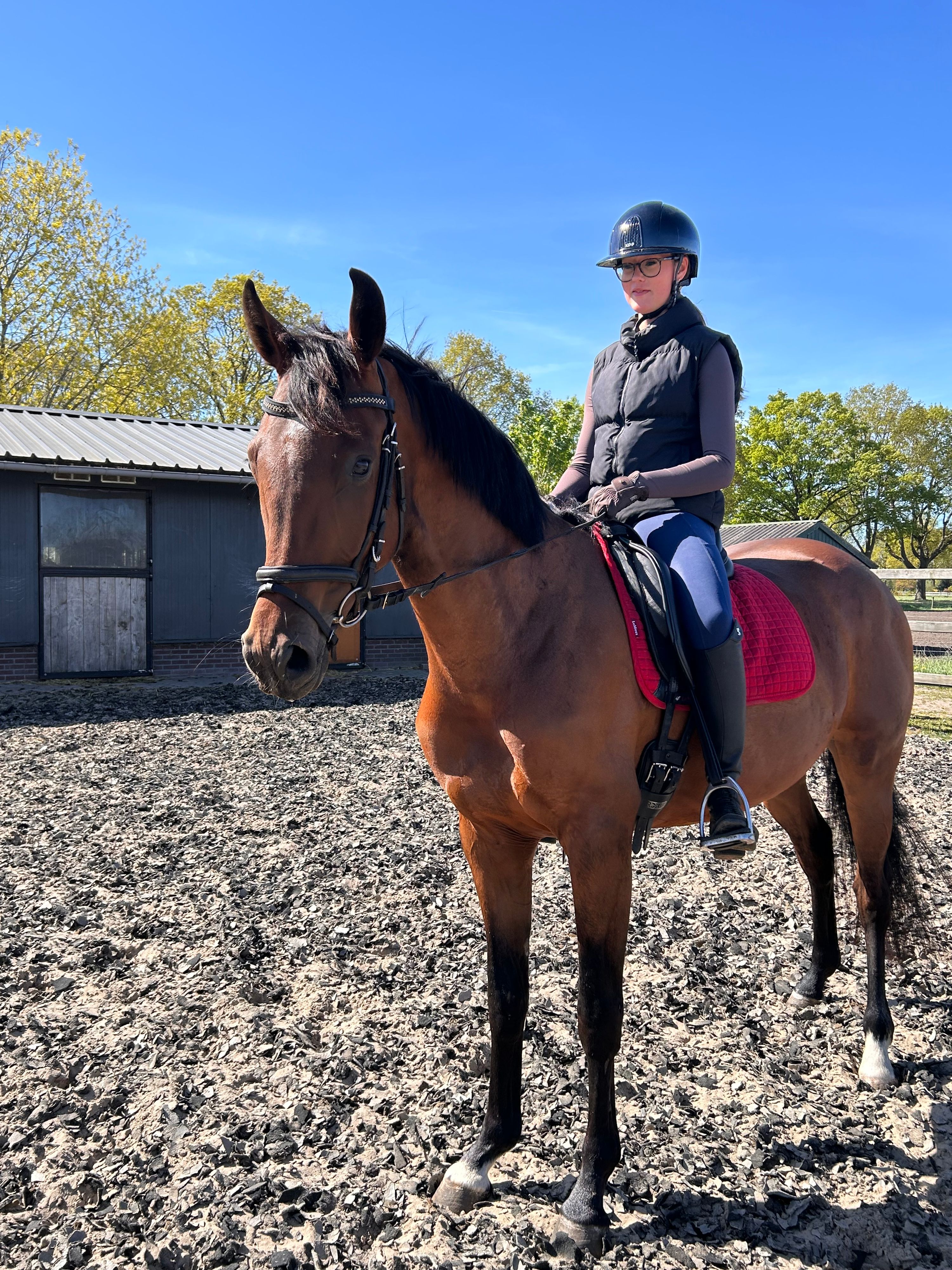 kwpn dressuurpony merrie 4 years old bruin for sale - Photo 6