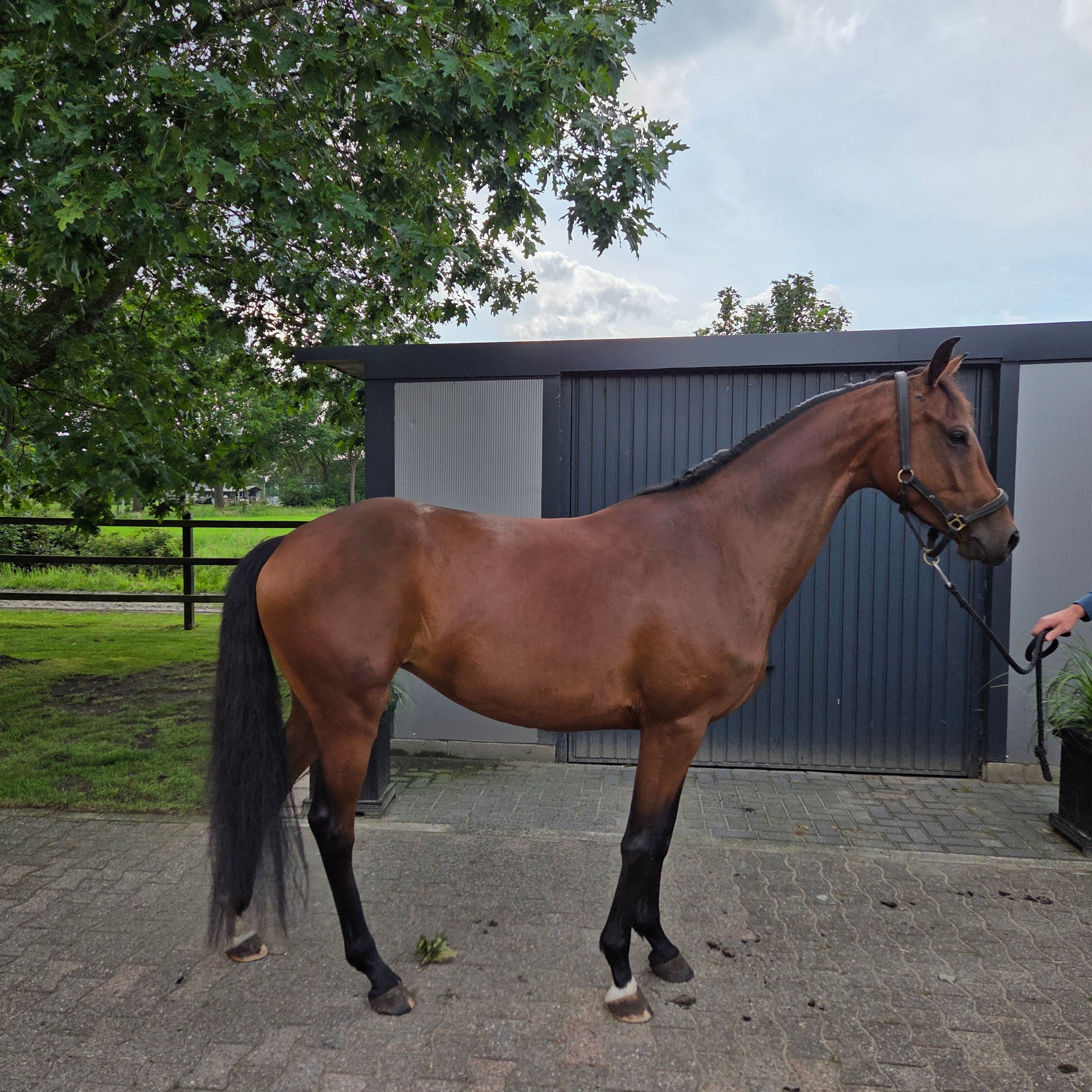 kwpn dressuurpony merrie 4 years old bruin for sale - Photo 4