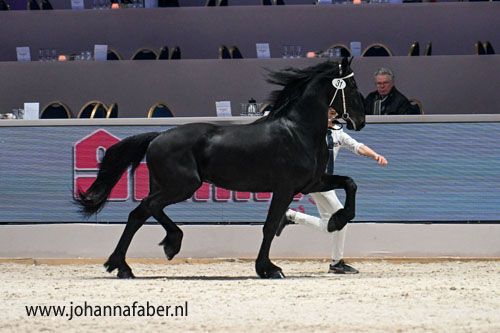 fries hengst 5 years old for sale - Photo 2