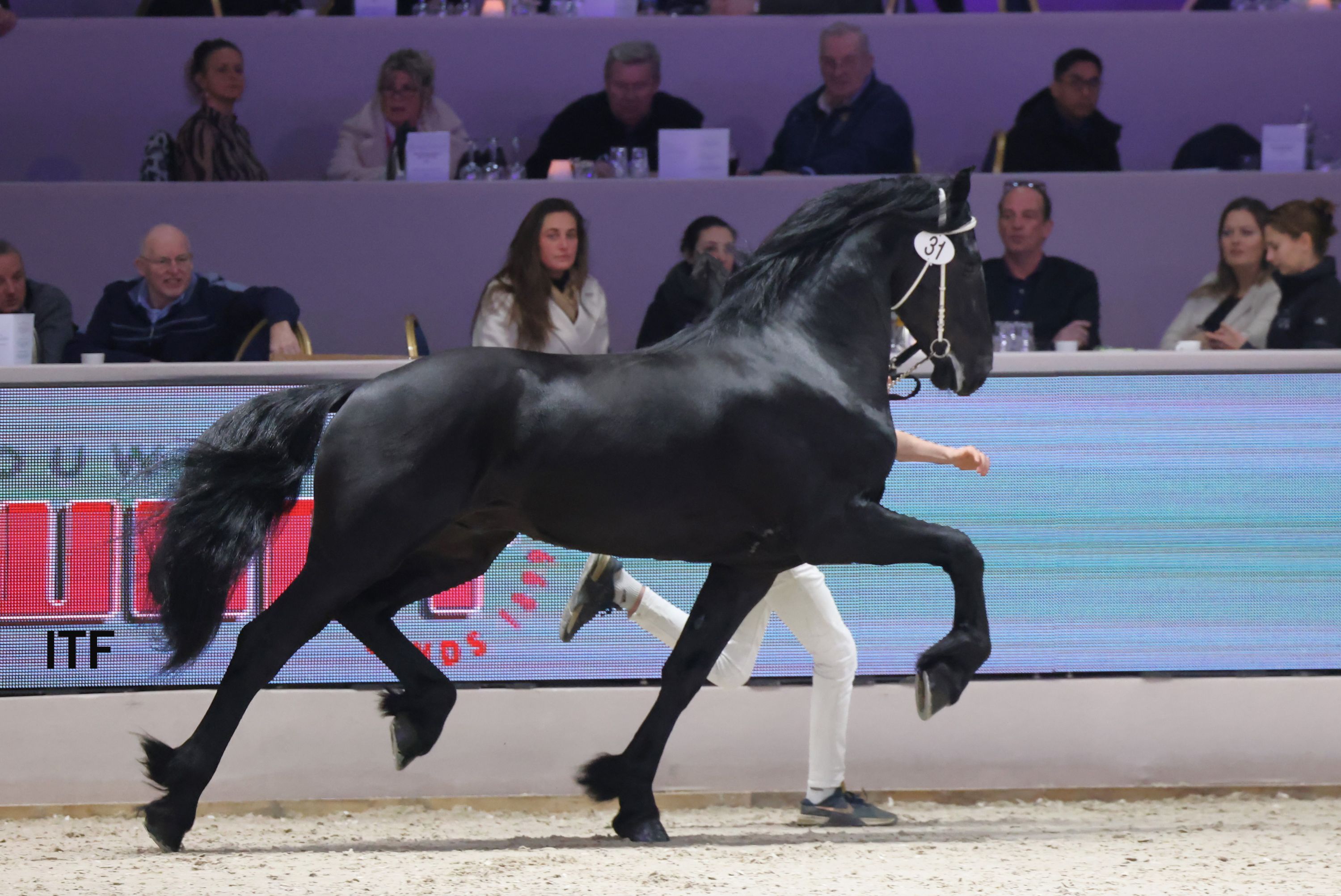 fries hengst 5 years old for sale - Photo 3