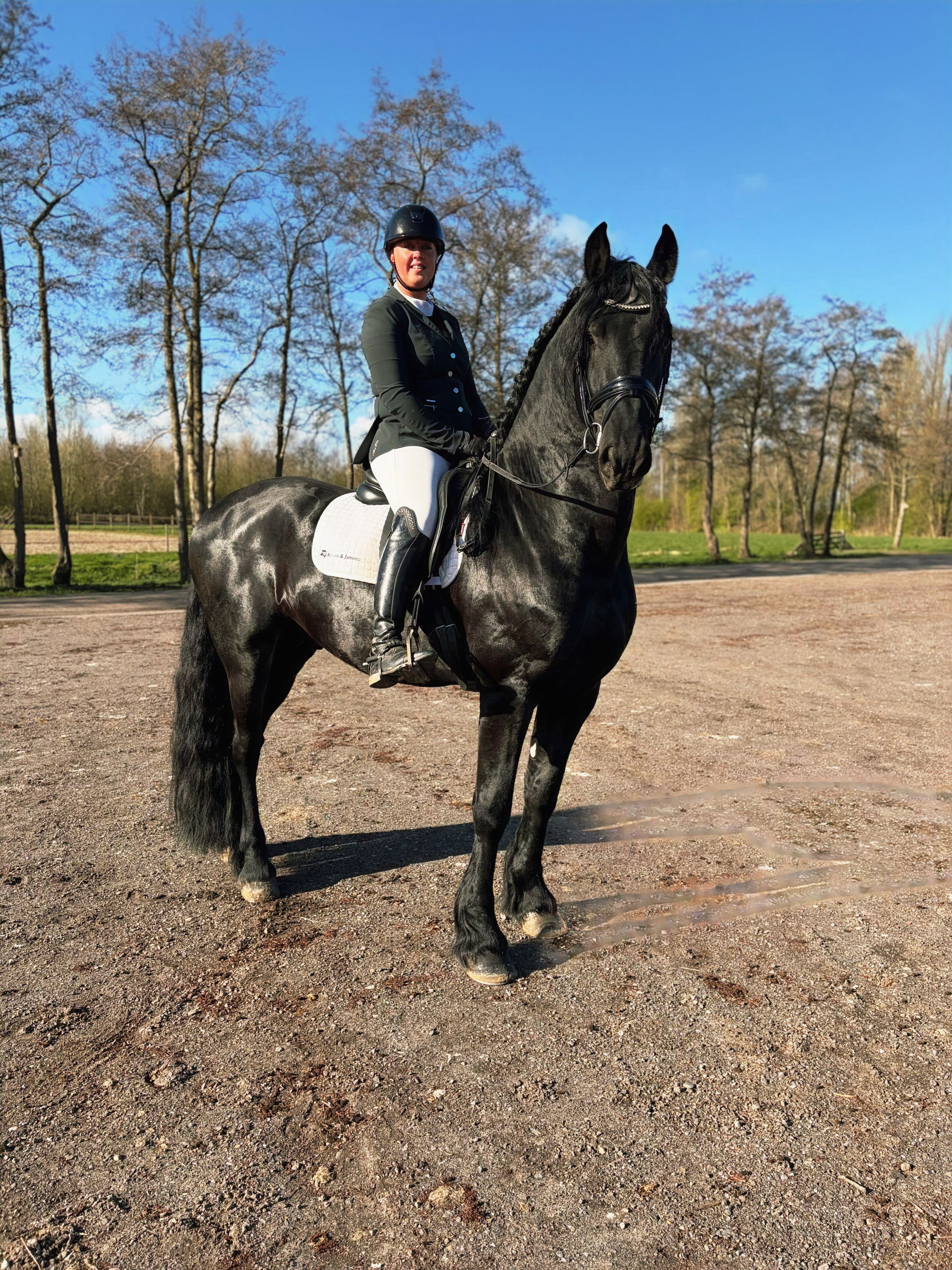 fries hengst 5 years old for sale - Photo 4