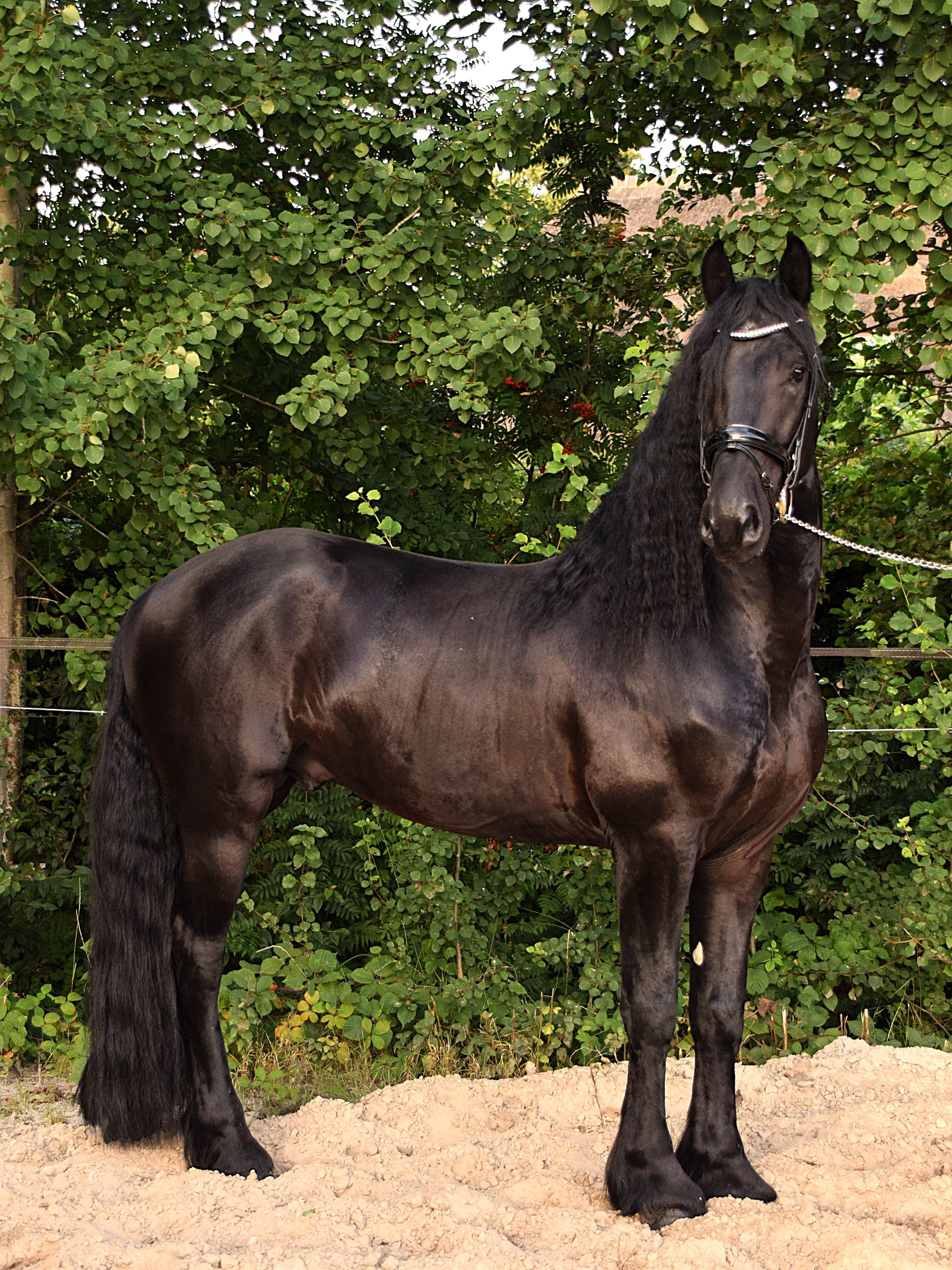 5-year-old Friesian Ster stallion